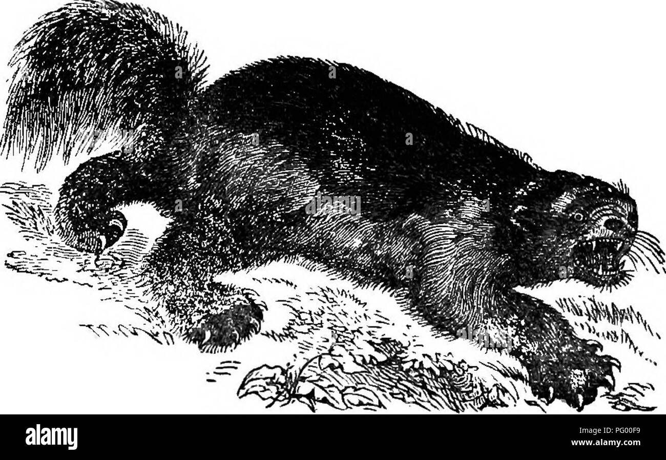 . Histoire naturelle des animaux. Contenant de brèves descriptions des animaux sur l'histoire naturelle de Tenney comprimés, mais complet sans les comprimés. Zoologie. Fig. 49. - Le vison. Le Carcajou, trouvés dans les États du nord et. Fig. 50. - Wolverine.. Veuillez noter que ces images sont extraites de la page numérisée des images qui peuvent avoir été retouchées numériquement pour plus de lisibilité - coloration et l'aspect de ces illustrations ne peut pas parfaitement ressembler à l'œuvre originale.. Tenney, Sanborn, 1827-1877 ; Tenney, Abby Amy (Gove) 1836-. New York, Scribner, Armstrong Banque D'Images