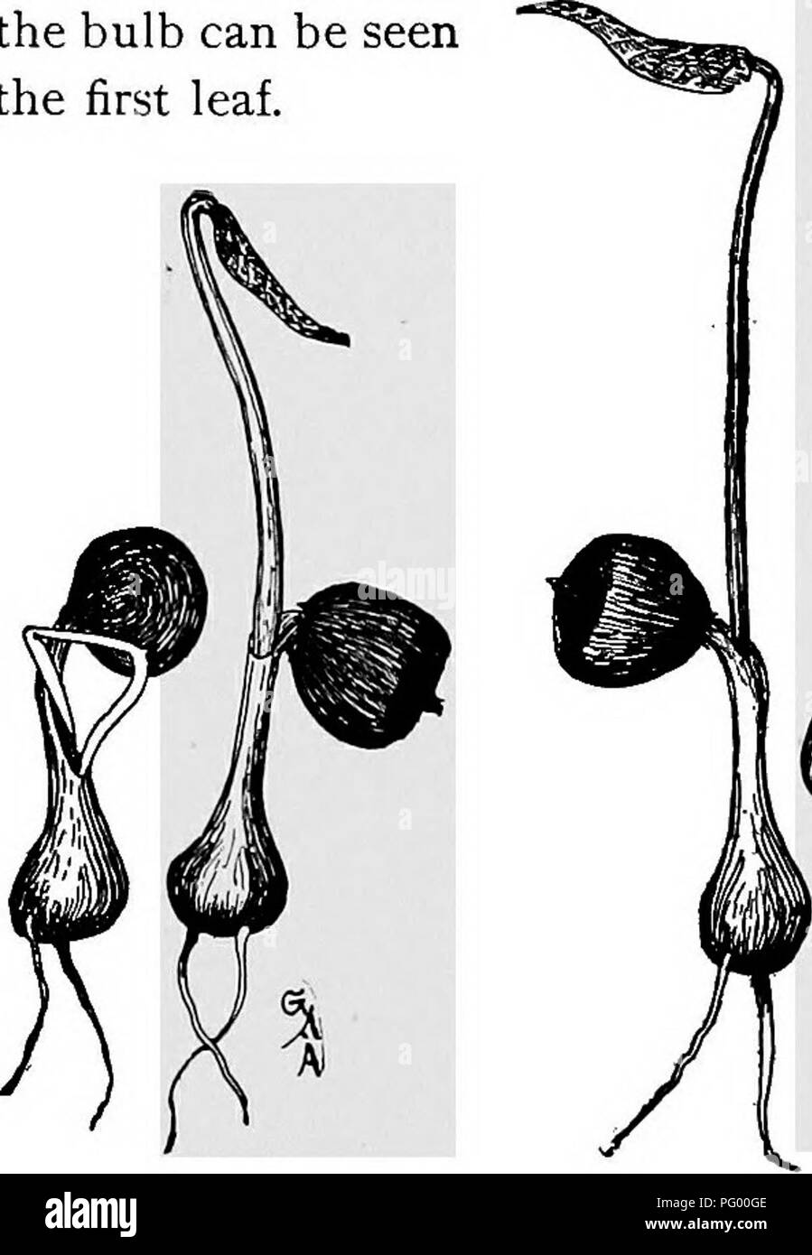 . Les leçons de botanique. La botanique. Semences et plants. 215 maintenant agrandit un peu, comme on le voit dans les chiffres, et devient l'ampoule, corm, ou du bébé jack. Au premier abord pas de racines sont visibles, mais dans un court laps de temps un, deux, ou plus de racines apparaissent sur l'extrémité élargie 353. L'article d'un embryon.-Si nous faisons une longisection de l'embryon et de semences pour le moment, nous pouvons voir comment le club" de cotyle don est étroitement entouré par l'endosperme. Grâce à la graine, puis, la nourriture de l'en- dosperm est facilement transmis à l'embryon en croissance. Dans la partie creuse du pétiole près de l'ampoule peut être vu la firs Banque D'Images