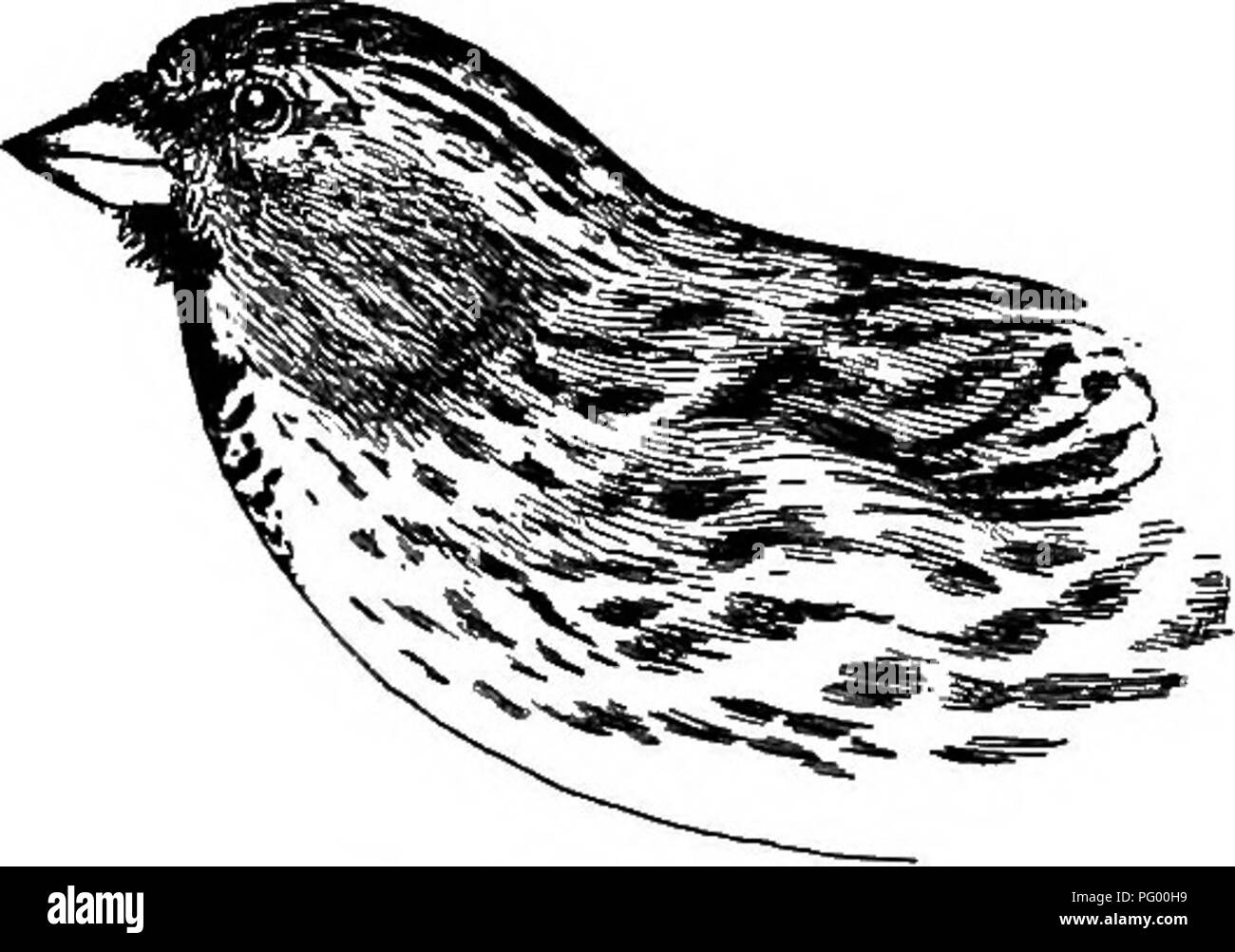 Ce guide offre des descriptions détaillées de plus de 250 espèces d'oiseaux en Nouvelle-Angleterre et dans l'est de l'État de New York, en mettant l'accent sur l'identification sur le terrain. Il fournit des clés saisonnières et des notes sur le comportement et les vocalisations, aidant les ornithologues à identifier des espèces comme Goldfinch et Redpoll dans leurs habitats naturels. Banque D'Images