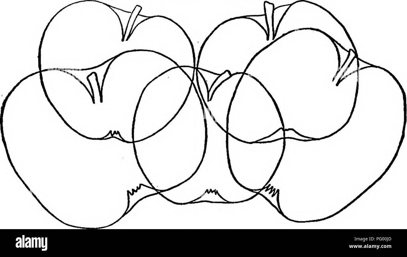 . L'American Fruit Culturist, contenant des orientations pour la propagation et la culture de l'ensemble des fruits adaptés aux États-Unis. La culture de fruits. Les pommes. 309 Clyde la beauté. Grand, rond-conique, légèrement côtelée, rayé et tacheté de rouge à jaune verdâtre ; tige courte, fine, enfoncés ; sillonné du bassin ; chair blanche, fine, de sous-acide, juste la fin de l'automne. Le comté de Wayne, N. Y. Cooper. Plutôt grands, ronds, oblat côtés inégaux ; jaune verdâtre pâle et faible- rouge ; tige mince, enfoncés ; profonde du bassin ; chair croquante, juteuse, agréable, mais pas très forte saveur. Mi-automne cultivé dans le centre de l'Ohio. Cornel Banque D'Images