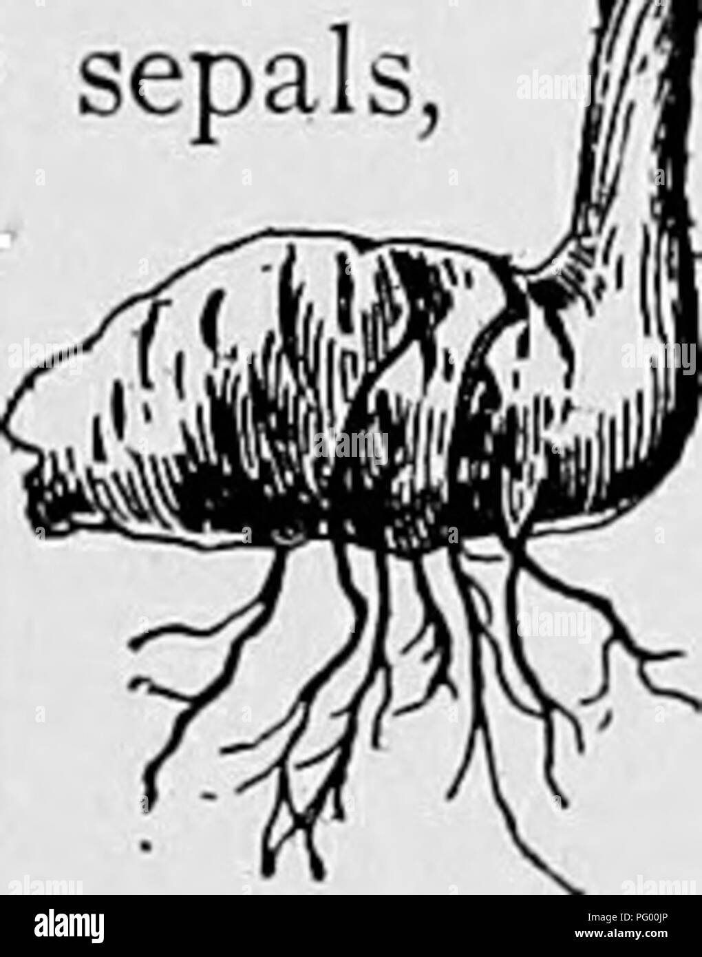 . Les leçons de botanique. La botanique. Fig. 176. Sépales, pétales, étamines et pistil de Trillium grandiflorum. membre de la fleur qui porte tout est un sporophylle ; et c'est le cas. En fait, c'est ce qu'on appelle le micro- sporophylle. Ensuite, nous voyons aussi que les sacs d'anthères, puisqu'ils vous faire se coucher les spores, serait les sporanges (microsporanges). De ceci il est maintenant tout à fait clair que les étamines appartiennent aussi à la série des feuilles. Ils ne sont que six en nombre, deux fois le numéro trouvé dans un verticille de feuilles, ou des sépales, ou corolle. On croit donc qu'il y a deux verticilles d'étamines de la fleur de t Banque D'Images