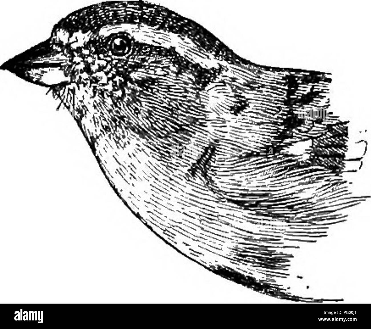 Un Guide Pour Les Oiseaux De La Nouvelle Angleterre Et De L