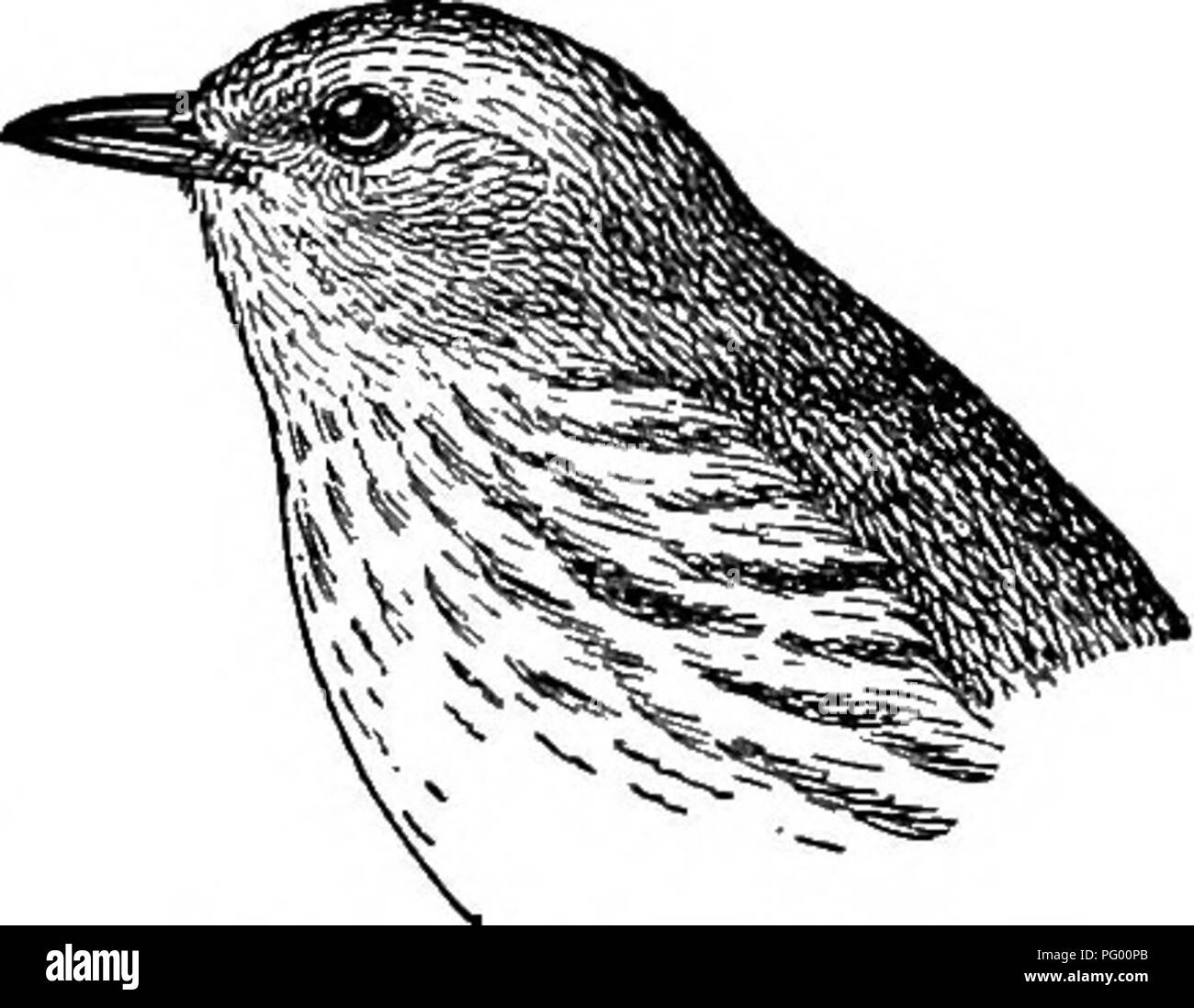 . Un guide pour les oiseaux de la Nouvelle-Angleterre et de l'est New York ; contenant un élément pour chaque saison et les courtes descriptions de plus de deux cent cinquante espèces, avec une référence particulière à leur apparition dans le domaine. Les oiseaux ; les oiseaux. Paruline jaune 123. Fig. 21. La Paruline jaune, un beau Nid de la coupe Grey à la fourche d'un arbre ou de bush. Les œufs, bleuâtre-blanche ou blanc verdâtre, tachetés de brun, généralement dans une couronne autour de la plus grande fin. La paruline jaune est un résident d'été de New York et la Nouvelle Angleterre, arrivant à la fin d'avril ou au début de mai, et laissant sur le milieu d'août ; un peu de migrants fro Banque D'Images . Un guide pour les oiseaux de la Nouvelle-Angleterre et de l'est New York ; contenant un élément pour chaque saison et les courtes descriptions de plus de deux cent cinquante espèces, avec une référence particulière à leur apparition dans le domaine. Les oiseaux ; les oiseaux. Paruline jaune 123. Fig. 21. La Paruline jaune, un beau Nid de la coupe Grey à la fourche d'un arbre ou de bush. Les œufs, bleuâtre-blanche ou blanc verdâtre, tachetés de brun, généralement dans une couronne autour de la plus grande fin. La paruline jaune est un résident d'été de New York et la Nouvelle Angleterre, arrivant à la fin d'avril ou au début de mai, et laissant sur le milieu d'août ; un peu de migrants fro Banque D'Images