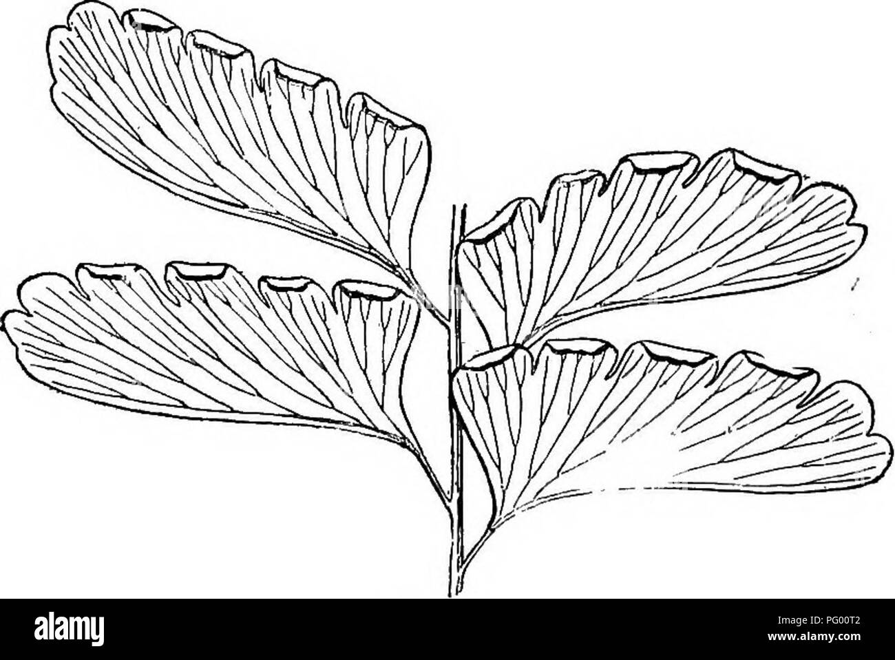 . Les leçons de botanique. La botanique. Fig dessous dium spinulosum montrant des points (sori). de Penne d'aspi- fruit. Fig- '35- 4 pinnjE de adiantum, montrant les marges recourbées qui couvrent les sporanges. fougère, ou de l'une des nombreuses espèces de fougères le vrai juste à la maturation des spores, et placer une partie d'une feuille sur une feuille de papier blanc dans un endroit sec, en très peu de temps nous verrons que le papier est saupoudrée de minute brown des objets qui sortent de la feuille. Maintenant, si nous prenons une partie de la même. Veuillez noter que ces images sont extraites de la page numérisée des images qui peuvent hav Banque D'Images