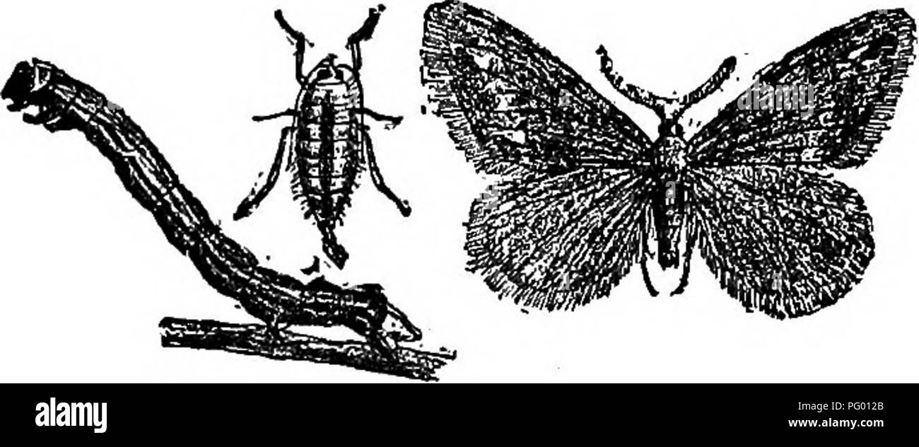 . L'American Fruit Culturist, contenant des orientations pour la propagation et la culture de l'ensemble des fruits adaptés aux États-Unis. La culture de fruits. Les insectes destructeurs. 171 green ou autres spray toxique au printemps pour contrôler ce ravageur important ; il est généralement nécessaire de faire deux les applications en profondeur avant que les fleurs s'ouvrent. Chancres les vers sont parmi les plus destructrices d'apple contre les ravageurs. Ils mesurent-les vers d'un pouce à un pouce et demi. Fig. 233.-Printemps sauterelles.-larve ; femmes ; hommes. de longueur, et enfin développer en petits papillons de nuit, les femelles (Fig. 233) n'ont pas d'ailes. T Banque D'Images