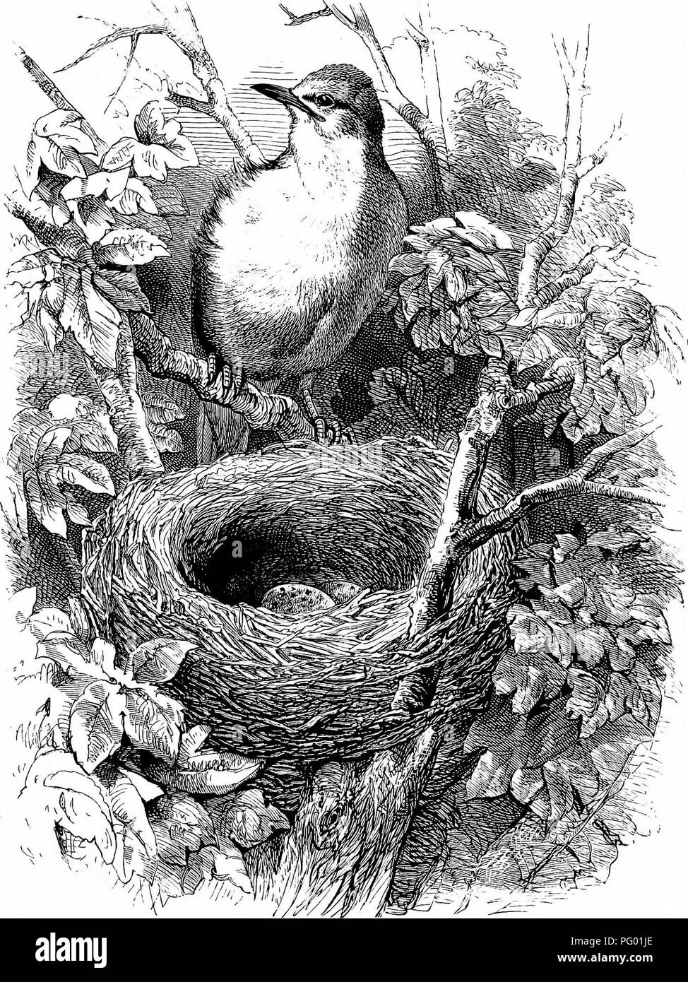 Cette illustration tirée de « les oiseaux et leurs nids » de Mary Botham Howitt représente un moineau à gorge blanche et son nid. L'image donne un aperçu des habitudes de nidification de cette espèce d'oiseau, mettant en valeur la structure délicate du nid et de l'habitat naturel environnant. Banque D'Images
