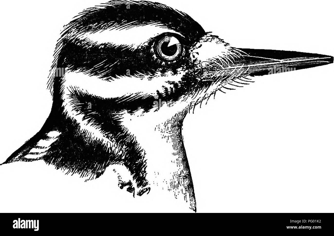 Woodpecker Of Band White Photos Woodpecker Of Band White