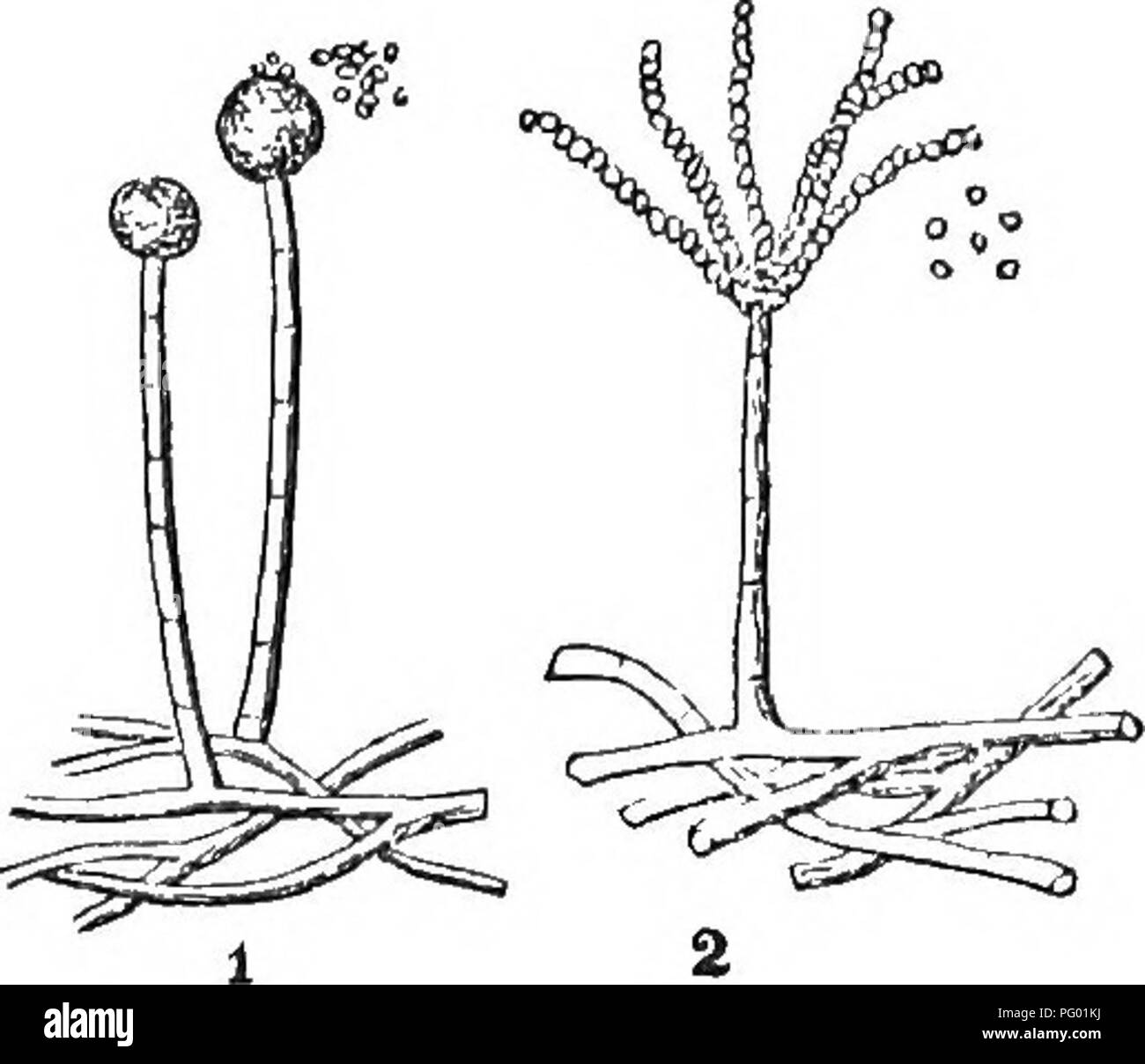. Les principes de botanique, comme en témoigne l'Cryptogamia. Pour l'utilisation d'écoles et collèges. Les cryptogames ; anatomie végétale ; 1853. Les fonctions de développement et de l'OP LES CELLULES. 47 Cela a déjà été expliqué, la cellule terminale contenant la question de la reproduction ou de spores. Dans la Fig. 21, le Penioillum glaucum, fig. 20. Fig. 21.. un autre moule, nous avons un arrangement quelque peu différente de la cellules de la reproduction, qui, au lieu d'être un terminal On entoura de l'isolement cellulaire, sont disposés côte à côte, formant un certain nombre de branches beadlike lors du sommet de la tige. En fin de compte, ces cellules distinctes et grandir dans de nouvelles Banque D'Images