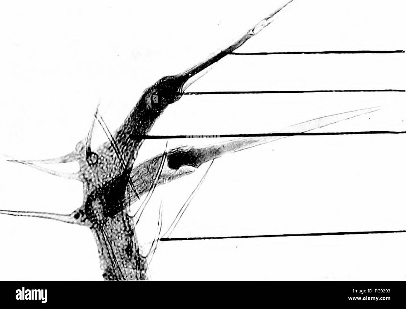 Photomicrographies documentant diverses études botaniques, en se concentrant sur les structures végétales telles que la couche de palissade, les faisceaux vasculaires primaires et secondaires et les glandes oléagineuses. La collection comprend des images détaillées d'Urtica dioica (ortie commune) et de son anatomie de piqûre. Banque D'Images