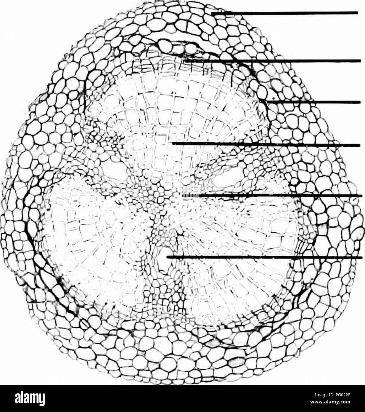 . Photomicrographies de études botaniques. La photomicrographie.  :^Photoiuictit^S Battviiciil raphs d'études. 34. T.S. Racine, " Pinus sylvestris Pin commun.".. Tissu cortical. Le xylème secondaire Cambium phloème (bois) bois primaire. Canal résinifère. 53-L.S. Point de croissance de la tige, " Pinus sylvestris Pin commun",.. Veuillez noter que ces images sont extraites de la page numérisée des images qui peuvent avoir été retouchées numériquement pour plus de lisibilité - coloration et l'aspect de ces illustrations ne peut pas parfaitement ressembler à l'œuvre originale.. Flatters, Milborne &AMP ; McKechnie Ltd. Manchester : Fla Banque D'Images