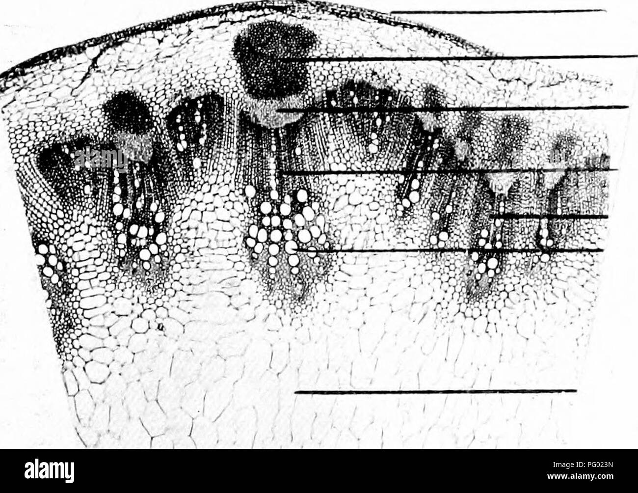 . Photomicrographies de études botaniques. La photomicrographie. 49.-T.S. ", Souches, Helianthus annuus Tournesol".. Éléments du phloème épiderme. Anneau de cambium. Les faisceaux de xylème secondaire bimdle. Les navires d'ensemble spirale primaire. Tissu fondamental. Veuillez noter que ces images sont extraites de la page numérisée des images qui peuvent avoir été retouchées numériquement pour plus de lisibilité - coloration et l'aspect de ces illustrations ne peut pas parfaitement ressembler à l'œuvre originale.. Flatters, Milborne &AMP ; McKechnie Ltd. Manchester : Flaters, Milborne &AMP ; McKechnie Banque D'Images