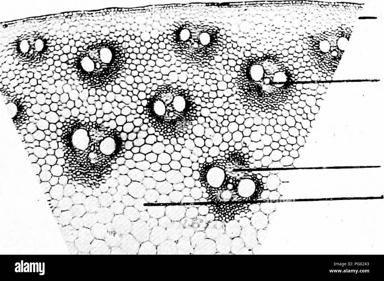 . Photomicrographies de études botaniques. La photomicrographie. Cortex. Bndodermis. Des éléments en bois. Moelle. Les racines secondaires 39. T.S. Des souches ' Zea mais " blé d'Inde.  :^-'&gt ;',' -&gt ; //'â â¢- V tissu épidermique. Faisceau vasculaire. Phloème de l'ensemble. La masse principale des tissus. De la gaine périvasculaire, l-'itted navires. Navires annulaire. -0'C. Veuillez noter que ces images sont extraites de la page numérisée des images qui peuvent avoir été retouchées numériquement pour plus de lisibilité - coloration et l'aspect de ces illustrations ne peut pas parfaitement ressembler à l'œuvre originale.. Flatters, Milborne &AMP ; McKechnie Ltd. Manchester : Banque D'Images