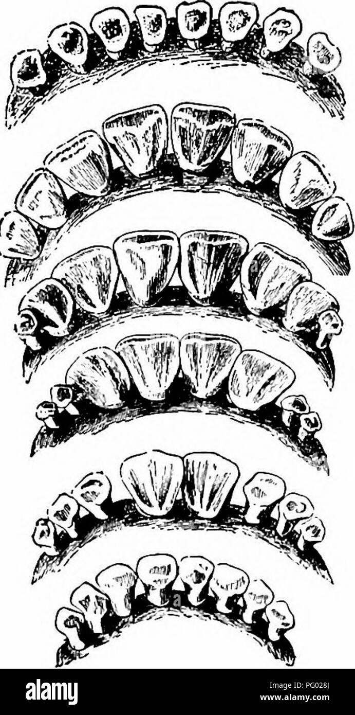 . Entretien d'animaux de ferme ; un guide pratique de l'avoir choisi, l'élevage, et de garder des chevaux, bovins, ovins et porcins. L'industrie des animaux ; les chevaux, bovins, moutons, porcs. Manuel 188 ANIMAUX DE FERME de la dent permanente et leur méthode de porter sont considérées comme les plus exactes dans l'estimation d'âge, chez les bovins, pourtant ils ne sont pas absolument exactes et ils ne sont pas aussi fiable que dans le cheval. Dents chez les bovins varient de la même manière que dans le cheval. Voir page 8 de la variation des dents chez les chevaux. Comme dans le cheval, il y a deux séries de dents, - d'abord, l'aide temporaire ou dents de lait, et plus tard Banque D'Images