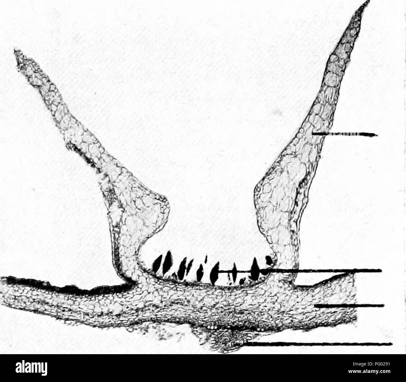 . Photomicrographies de études botaniques. La photomicrographie. La surface concave de l'usine. Les ascospores dans divers S  % stades de développement. Les paraphyses un. Le mycélium du champignon. ^T-^v :^, , un tissu stérile. 10.-Y.S. Thalle de Marchantia polymorpha ". ". Mur de gi gemmiB cup. Gemm:u à divers stades de développement. Thalle. Les poils racinaires (rhizoïdes.). Veuillez noter que ces images sont extraites de la page numérisée des images qui peuvent avoir été retouchées numériquement pour plus de lisibilité - coloration et l'aspect de ces illustrations ne peut pas parfaitement ressembler à l'œuvre originale.. Flatters, Milborne &amp Banque D'Images