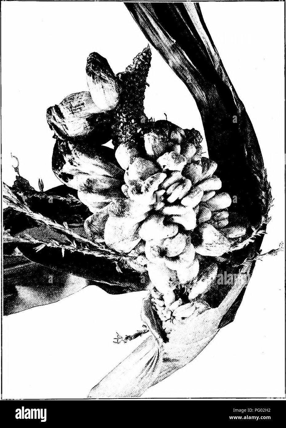 . Les cultures de maïs : une discussion sur le maïs, et le sorgho comme kafirs, cultivé aux États-Unis et au Canada. Maïs, sorgho, maïs kafir. Animaux et d'INSECTES ENNEMIS 219. Fig. 73. - Épis de maïs montrant.. Veuillez noter que ces images sont extraites de la page numérisée des images qui peuvent avoir été retouchées numériquement pour plus de lisibilité - coloration et l'aspect de ces illustrations ne peut pas parfaitement ressembler à l'œuvre originale.. Montgomery, Edward Gerrard, 1878-. New York, The Macmillan Company Banque D'Images