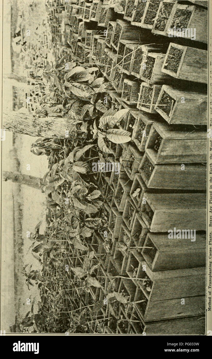 . L'examen de Cuba. La CUBA R E R I E TV. Veuillez noter que ces images sont extraites de la page numérisée des images qui peuvent avoir été retouchées numériquement pour plus de lisibilité - coloration et l'aspect de ces illustrations ne peut pas parfaitement ressembler à l'œuvre originale.. Munson Steamship Line. New York : Munson Steamship Line Banque D'Images