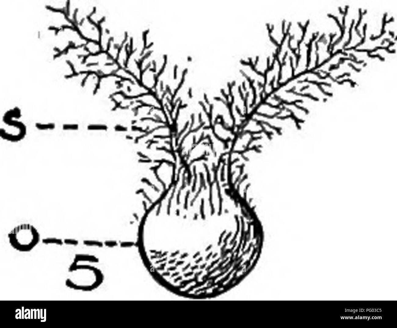 . Grandes cultures pour la ceinture en coton. L'agriculture. S-^.. Veuillez noter que ces images sont extraites de la page numérisée des images qui peuvent avoir été retouchées numériquement pour plus de lisibilité - coloration et l'aspect de ces illustrations ne peut pas parfaitement ressembler à l'œuvre originale.. Morgan, James Oscar. New York, The Macmillan Company Banque D'Images