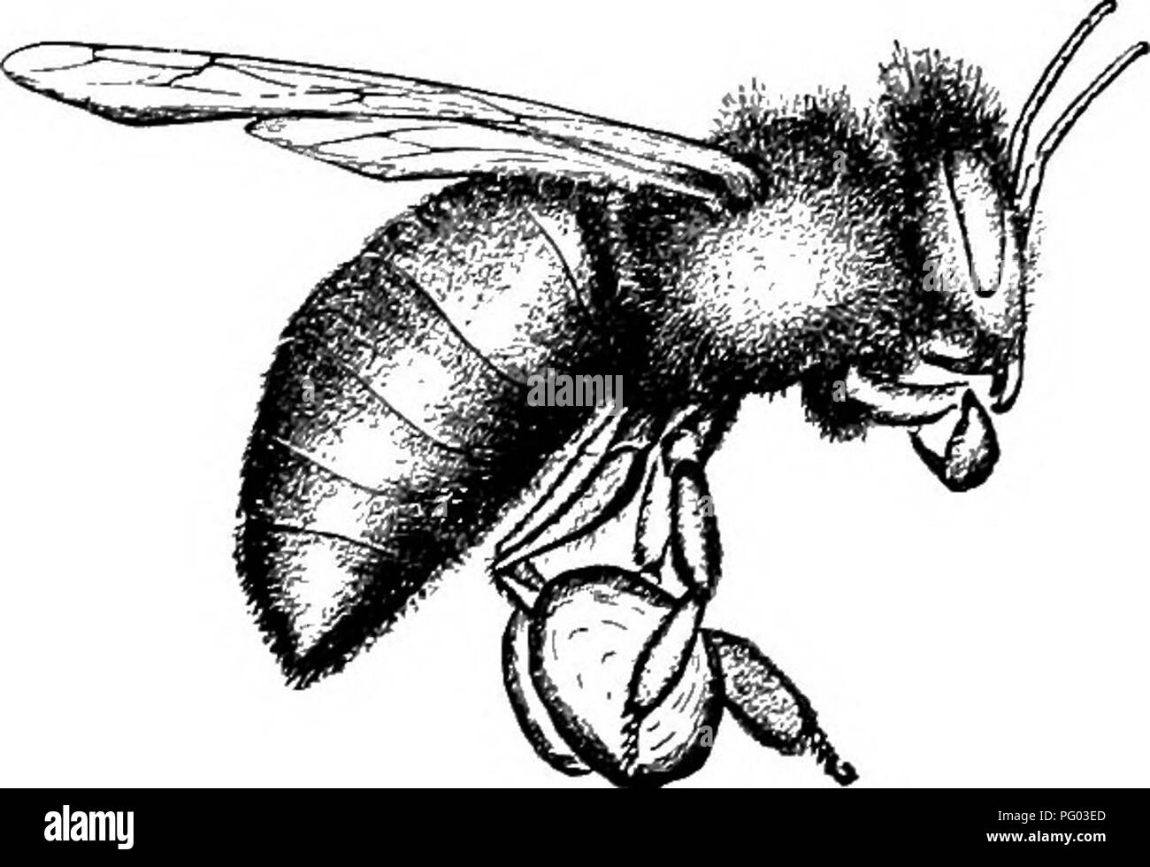 . L'apiculture ; une analyse de la vie de l'abeille et de la production de miel. Les abeilles ; le miel. Fig. 64. - Flying bee, montrant les mouvements des jambes dans la collecte du pollen. Élargie. -Planfa Fig. 63. - Surface extérieure de la patte arrière gauche d'un travailleur.. Fig. 65. - Flying Bee pollen en tapotant sur le pollen des paniers. Tête élargie. et dans la région du cou, et aussi prendre l'aide du pollen de la bouche-les pièces (Fig. 64), (2) celles de la seconde paire éliminer le pollen du thorax, en particulier de la partie ventrale, et aussi recevoir le pollen collecté par les pattes avant, (3) la troisième paire de pattes Banque D'Images