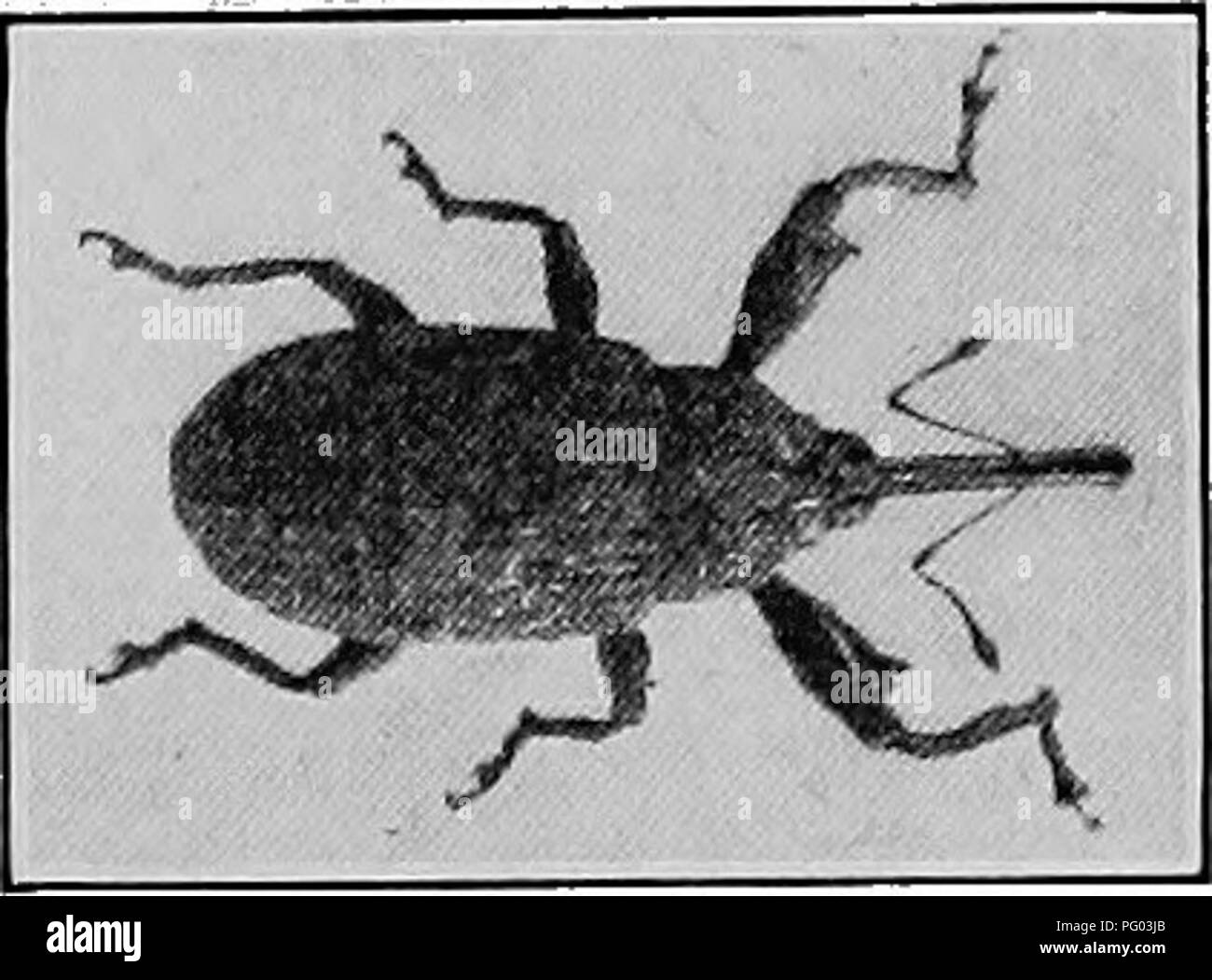 . Grandes cultures pour la ceinture en coton. L'agriculture. CHAPTER 1^ certains insectes importants ennemis du coton le plus destructeur des ennemis trois insectes de coton, compte tenu de l'ensemble de la ceinture en coton, sont le coton mexicain boll-weevO, le ver de la capsule du coton, et la feuille de coton- ver. D'autres ennemis d'insectes d'importance secondaire que des dommages sérieux à la récolte de coton, ai;e la feuille de coton Le coton, pou-red-spider, la dolique pod- charançon, et les vers gris. ' Le coton MEXICAIN BOLL-WEEVlL (AnthonomUS grundis (Fig. 18.) On pense que le charançon du coton-boll est originaire du Mexique ou l'Amérique centrale, Banque D'Images