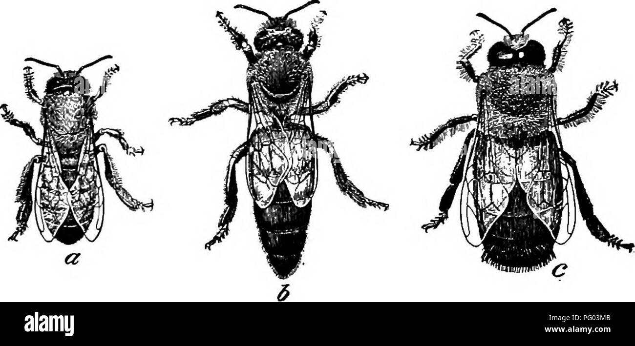 . L'apiculture ; une analyse de la vie de l'abeille et de la production de miel. Les abeilles ; le miel. 40 La Reine de l'Apiculture (Fig. 34, 6), dont il n'est normalement qu'un seul, la mère de toutes les autres abeilles de la colonie (sauf juste après une. Fig. 34. - L'abeille : travailleur ; 6, la reine ; grande. c, drone. Un peu nouvelle reine a été élevés), (2) des milliers de travailleurs (Fig. 34, a) ou sexuellement les femmes non développées qui pondent normalement pas d'oeufs mais est-ce que tous les autres travaux et (3) de nombreux faux-bourdons (Fig. 34, c) ou les hommes, suppression ou restriction souvent en nombre par l'apiculteur, dont la seule fonction est de s'accoupler avec Banque D'Images