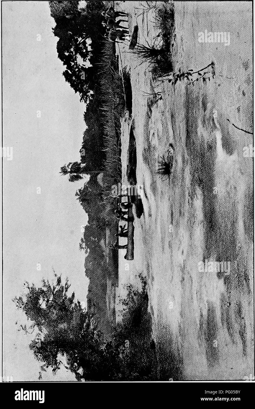 . Du Niger au Nil. Alexander-Gosling ; des oiseaux de l'expédition. CO p p3 CO w. Veuillez noter que ces images sont extraites de la page numérisée des images qui peuvent avoir été retouchées numériquement pour plus de lisibilité - coloration et l'aspect de ces illustrations ne peut pas parfaitement ressembler à l'œuvre originale.. Alexander, Boyd, 1873-1910 ; Talbot, Percy Amaury, 1877-1945. Londres, E. Arnold Banque D'Images