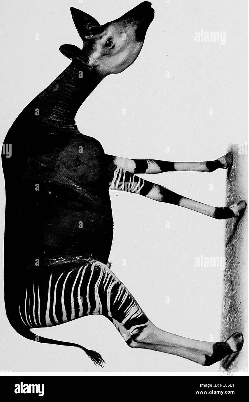 . Du Niger au Nil. Alexander-Gosling ; des oiseaux de l'expédition. CM &Lt ; o W. Veuillez noter que ces images sont extraites de la page numérisée des images qui peuvent avoir été retouchées numériquement pour plus de lisibilité - coloration et l'aspect de ces illustrations ne peut pas parfaitement ressembler à l'œuvre originale.. Alexander, Boyd, 1873-1910 ; Talbot, Percy Amaury, 1877-1945. Londres, E. Arnold Banque D'Images