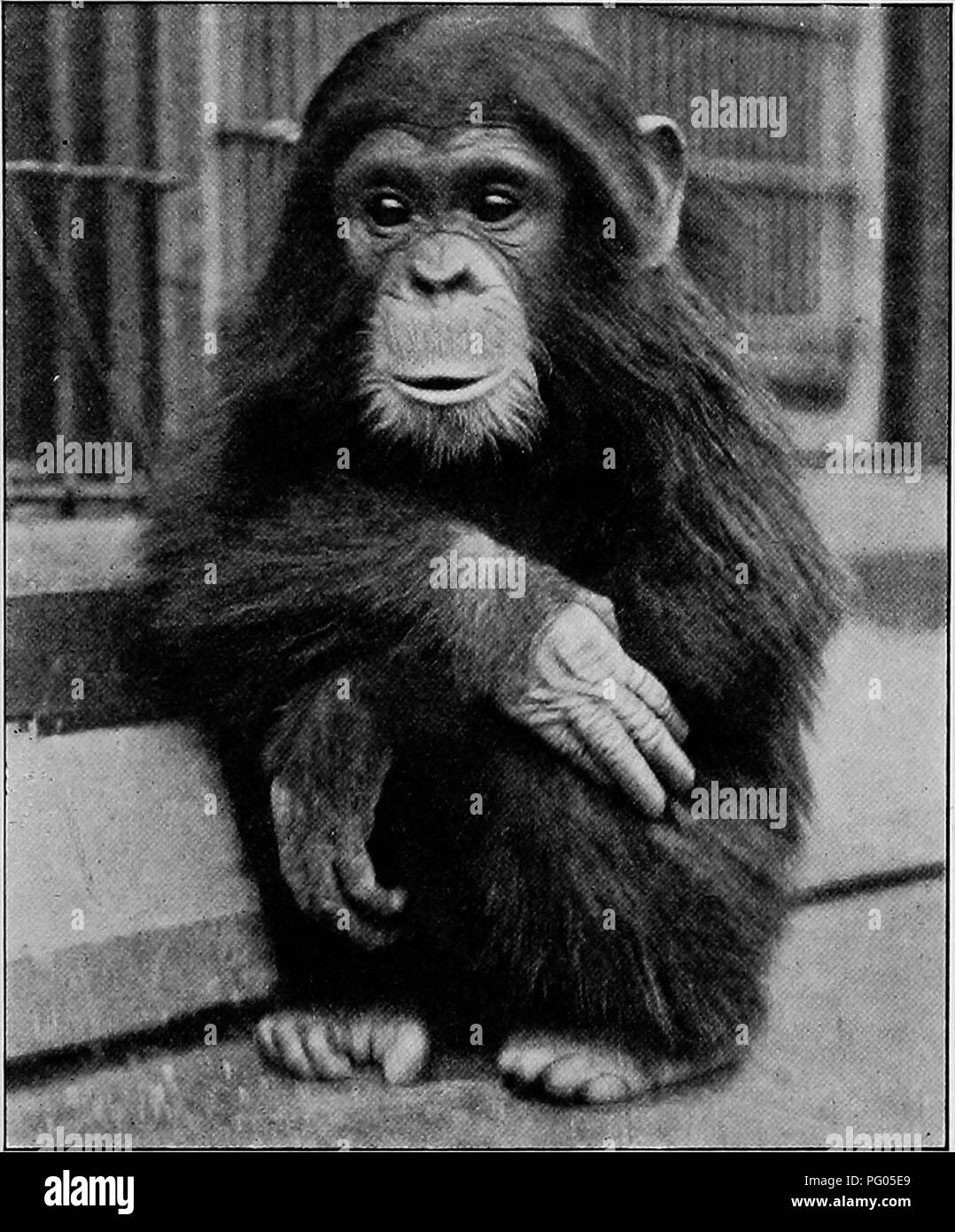 L'expédition Alexander-Gosling documente l'ajout d'une jeune chimpanzée nommée maîtresse Anne à l'équipe. Elle a été sauvée de la négligence et soignée par l'équipe de l'expédition. Les chimpanzés de la région sont généralement protégés contre la garde des habitants. Banque D'Images