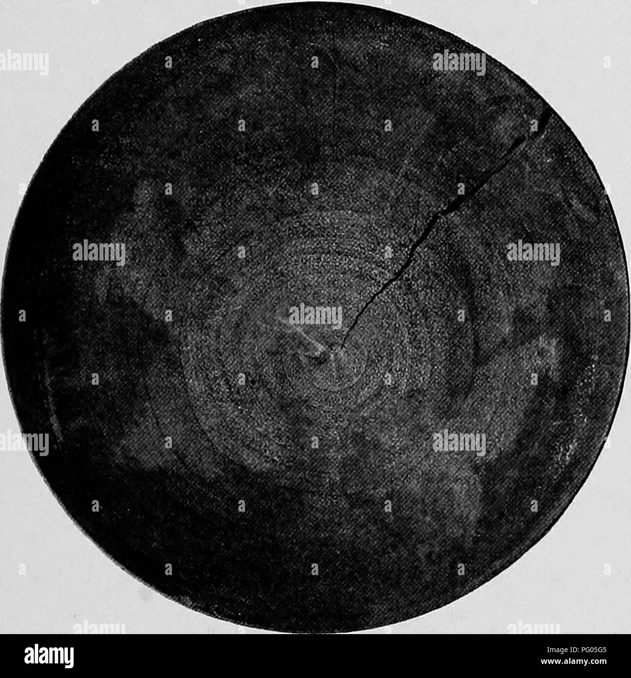 Cette entrée de l'expédition Alexander-Gosling détaille l'exploration de la région de Bamangi, documentant la flore et la faune locales. Il met en valeur les caféiers découverts par M. Chevalier et le commerce du thé et du café féminin local, offrant une fenêtre sur la culture et l'environnement de la région. Banque D'Images