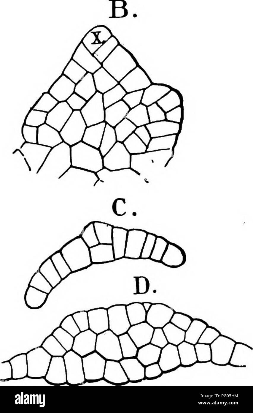 . La structure et le développement de mousses et de fougères (Archegoniatae). La morphologie des plantes, mousses, fougères. Fig. ^g.^^-Amblystegium riparium var. Huitans. A, section longitudinale de la tige en passant par un jeune branche latérale (fe) ; h, les cheveux à la base de la feuille d'un éclatement ; B, section horizontale d'un très jeune feuille, montrant la cellule apicale ix) ; C, ,D, sections transversales de jeunes feuilles, montrant l'évolution de la nervure principale. Tous les chiffres-XS S^- sur le côté extérieur étant plus grandes que les autres. Dans l'ancien le mur suivant est un un et péricline divise la cellule dans un extérieur et un intérieur de l'un Banque D'Images