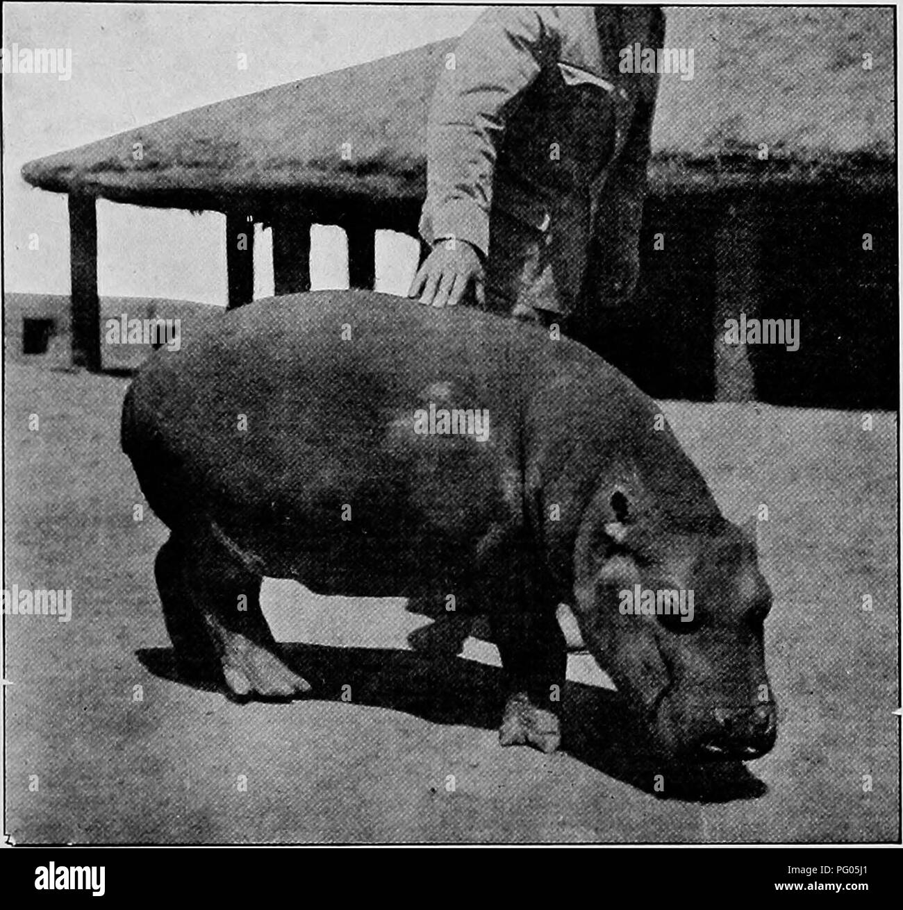 Ce récit raconte l'expédition Alexander-Gosling, qui a voyagé d'Aulfi à Fort Lamy en Afrique. Il décrit les défis du voyage, y compris les échanges culturels, les défis logistiques et les observations du paysage, avec des mentions notables des interactions avec l'hospitalité allemande. Banque D'Images