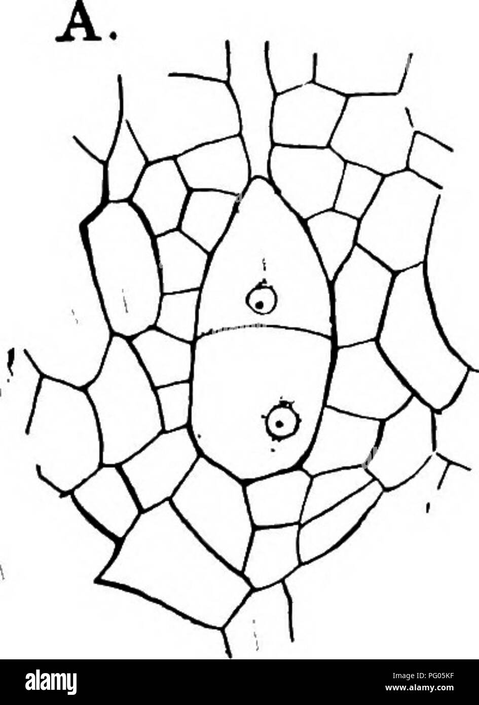 Cette étude examine la structure et le développement des mousses et des fougères, en particulier le groupe Archegoniatae. La recherche se concentre sur les stades embryonnaires de ces plantes, mettant en évidence les similitudes structurelles dans leur développement. Ce travail contribue à la compréhension de la morphologie des plantes et des premiers stades de leur croissance. Banque D'Images