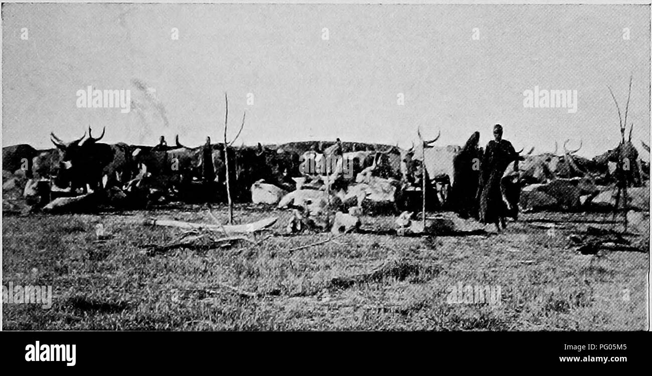 Ce travail détaille le voyage de l'expédition Alexander-Gosling du fleuve Niger au Nil, avec un accent particulier sur l'étude des espèces d'oiseaux locales. Il comprend également un aperçu des pratiques culturelles des peuples Buduma et Kanembu, ainsi que de leurs vêtements et ornements traditionnels, tels que les perles et les bijoux. Banque D'Images