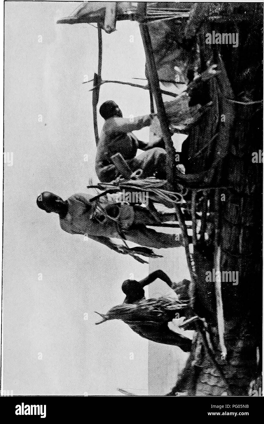 Ce travail documente l’expédition Alexander-Gosling, en se concentrant sur les espèces d’oiseaux rencontrées lors de leurs voyages du fleuve Niger au Nil. La recherche met en évidence la diversité des espèces aviaires présentes dans ces régions, contribuant ainsi à la connaissance ornithologique des oiseaux africains. Banque D'Images