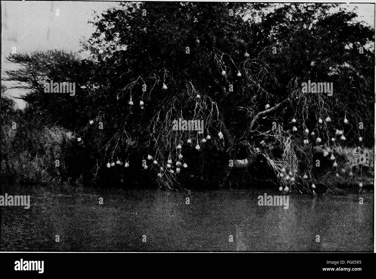Ce document de l'expédition Alexander-Gosling documente la faune observée dans le nord du Nigeria, mettant en évidence la variété des espèces trouvées près des ruisseaux et dans l'isolement des bois et des fourrés. L'expédition offre un aperçu en profondeur des communautés d'oiseaux coexistant avec les établissements humains, mettant en vedette des espèces communes comme l'oiseau tisserand à tête noire. Banque D'Images