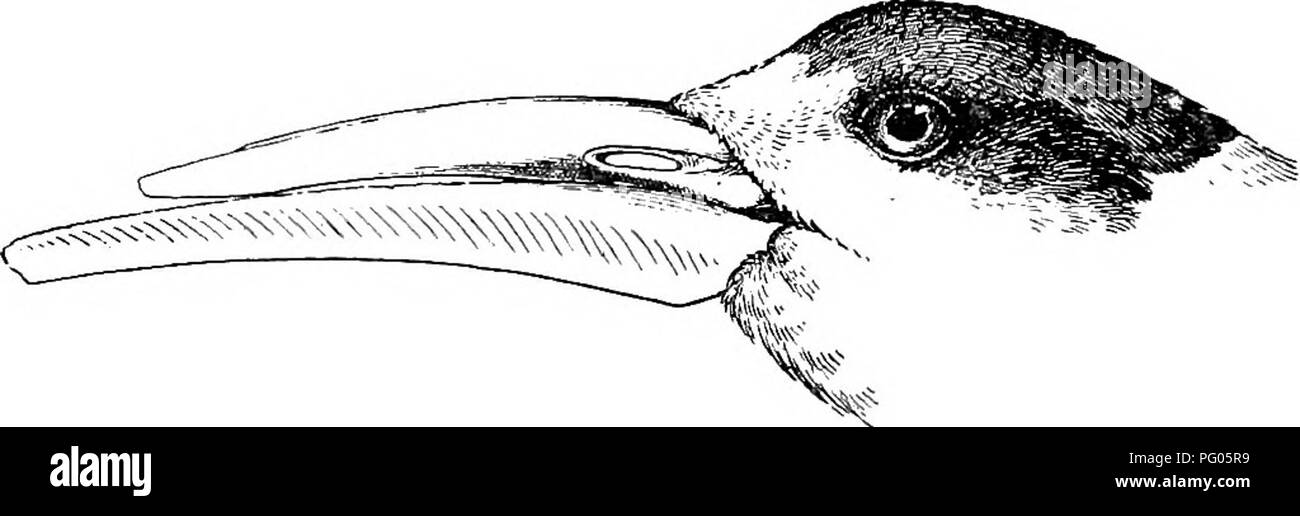 L'expédition Alexander-Gosling, qui a exploré la faune dans le nord du Nigeria, a documenté diverses espèces, y compris l'élégante pratincole grise et la Terne Soisso-Bill. Ce travail fournit un aperçu des habitudes et des comportements des oiseaux dans leurs habitats naturels, soulignant leur importance écologique. Banque D'Images