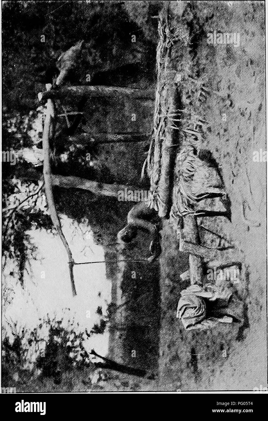 . Du Niger au Nil. Alexander-Gosling ; des oiseaux de l'expédition. &Lt ; o "| w P3o W. Veuillez noter que ces images sont extraites de la page numérisée des images qui peuvent avoir été retouchées numériquement pour plus de lisibilité - coloration et l'aspect de ces illustrations ne peut pas parfaitement ressembler à l'œuvre originale.. Alexander, Boyd, 1873-1910 ; Talbot, Percy Amaury, 1877-1945. Londres, E. Arnold Banque D'Images