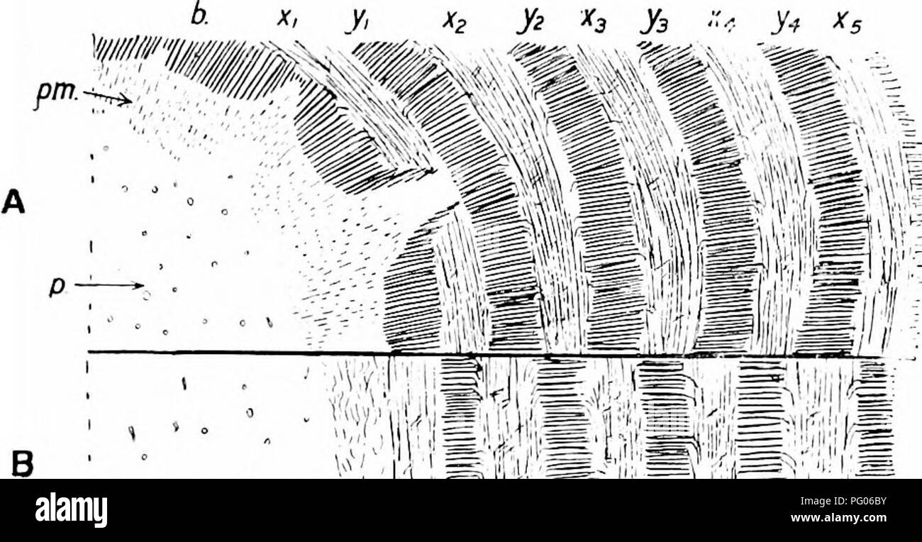 . Plantes fossiles : pour les étudiants de la botanique et de la géologie . La paléobotanique. XXXVIII] COLYMBBTES 493 dans l'autre, une courbure des éléments est souvent évident, et m un petit nombre de cas, il est tout à fait possible de suivre une seule série radiale des trachéides selon un angle de 90° s'exécutant dans le même article, d'abord comme une coupe transversale et puis comme une série verticale. Un seul et même rayon médullaire peut également parfois être suivie, d'abord en trans- verset et ensuite en section longitudinale radiale, qui plus tard se transforme en véritable transversal. La conclusion est donc établi qu'il n'y avait qu'un seul cambium, qui avait péri Banque D'Images