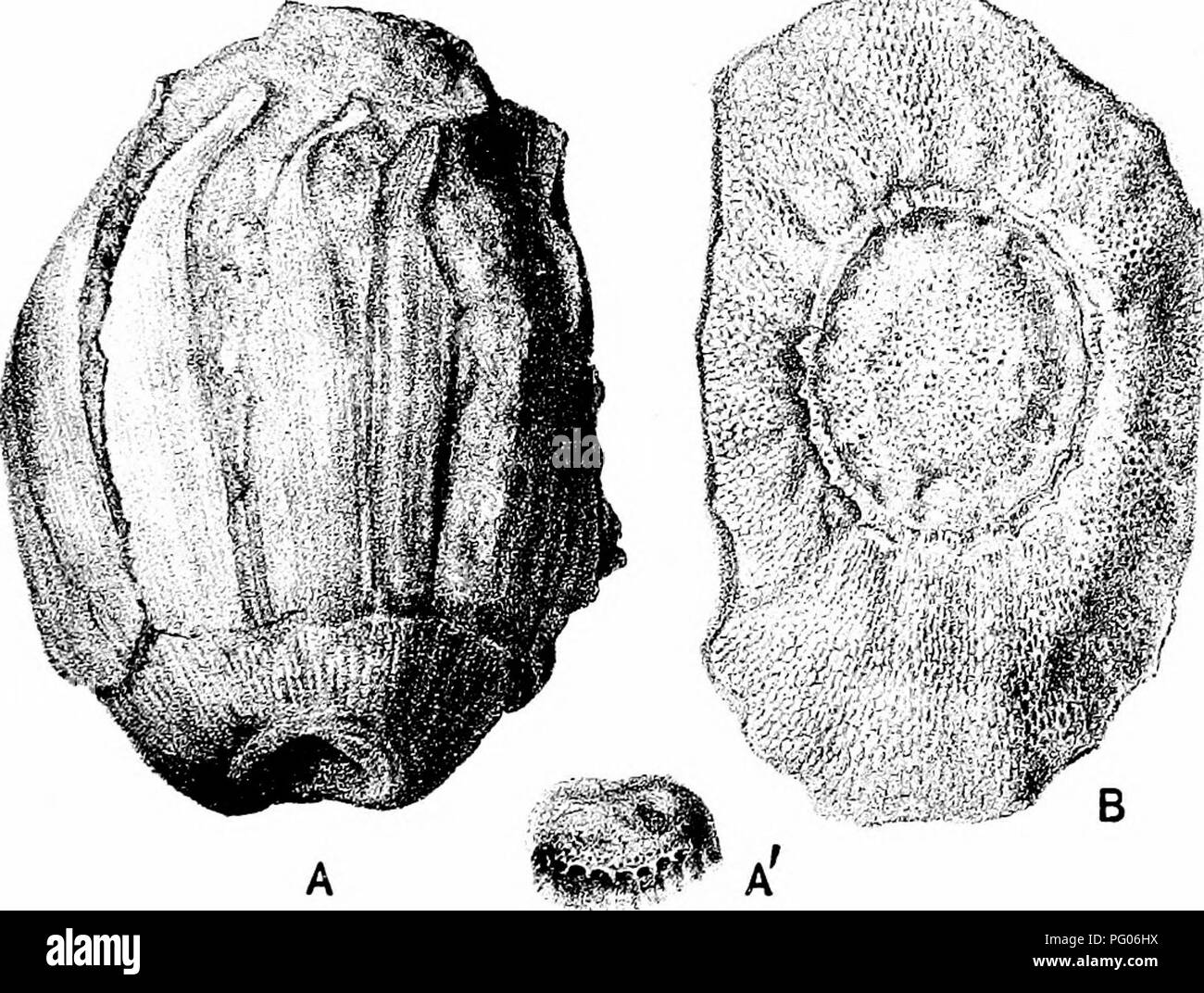 . Plantes fossiles : pour les étudiants de la botanique et de la géologie . La paléobotanique. xxxvn] WILLIAMSONIA 447 l'un des exemples attribué par Feistmantel à W. gigas sont anatomiquement semblables à celles d'Williamsonia scotica et est vêtue de poils simples. Le point important est l'étroite correspondance entre l'Indien et de l'anglais types de Williamsonia, en ce qui concerne les fleurs, feuillages et tiges. Les spécimens britannique. Williamsonia Carruthersi Seward. Cette espèce a été fondé od plusieurs spécimens de Wealden lits sur la côte du Sussex dont aucun n'ont pas les moyens d'informations que pour. Cochon. 559. Williamsonia Carruthersi. Un Banque D'Images