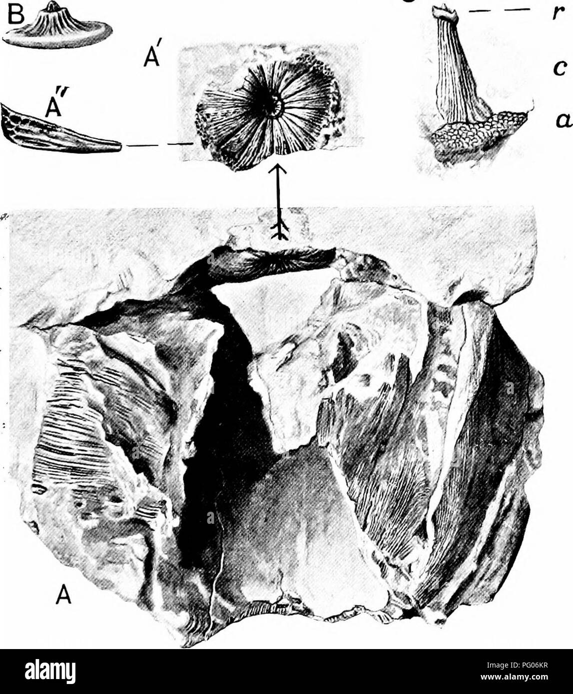 . Plantes fossiles : pour les étudiants de la botanique et de la géologie . La paléobotanique. XXXVIl] WILLIAMSONIA 431 Préservation de la zone stérile de l'armure qui forment une grappe d'appendices, les impressions sont visibles sur les côtés de l'entonnoir-hke la dépression, le récipient se prolonge comme un axe (fig. 547, C). Le prochain point à considérer est la forme de l'axe au-delà du niveau du col de l'armure stérile. c â â r. La FIA. 547. Williamsonia gigas. Une fleur, en section longitudinale, montrant, en particulier sur le côté gauche, interseminal megasporophyjls et balances et une cavité pyriformes representi Banque D'Images