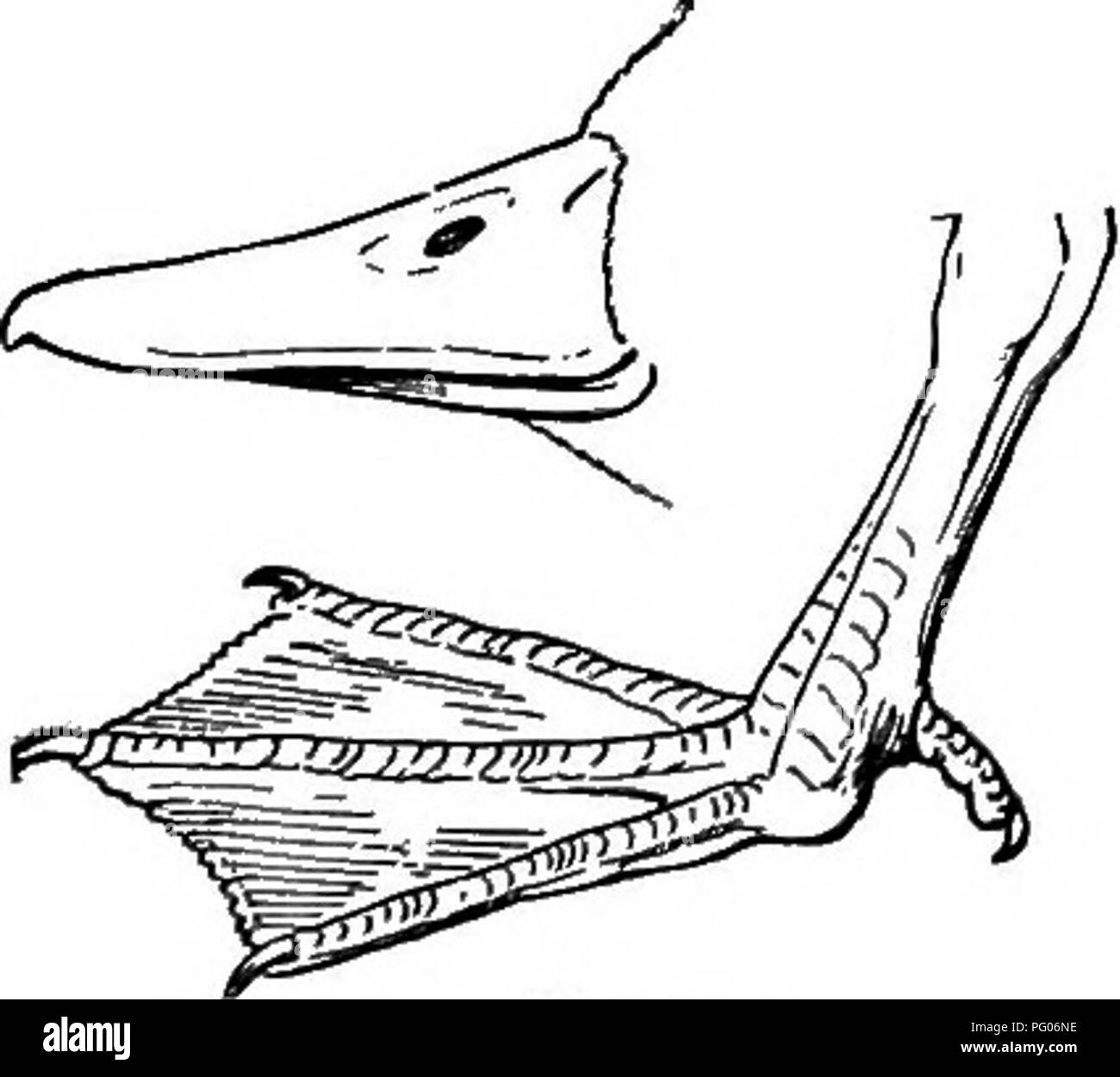 . Comment savoir que les canards, oies et cygnes d'Amérique du Nord, toutes les espèces qui sont regroupées en fonction de la taille et de la couleur. Canards Oies et cygnes ; ; les oiseaux. 18 TOUCHE POUR LES CANARDS, OIES ET CYGNES DE TÊTE EN AMÉRIQUE DU NORD, majoritairement blancs, verdâtre sur les lores et l'occiput. Chef, brun clair ; abdomen, clair, brun fuligineux. Canard des Stellers. Eniconetta stelleri (mâle). Voir page 73. Canard des Stellers. Eniconetta {stelleri femelle). Voir page 73. Le groupe III. Les ailes des oiseaux ayant de 7.5O de 8,50 pouces de long. Section I. Loi étroite avec tooth =dentelures comme. Tête brunâtre ou grisâtre, tarse, moins de 1,50 ; petite crête (femelle et immat Banque D'Images