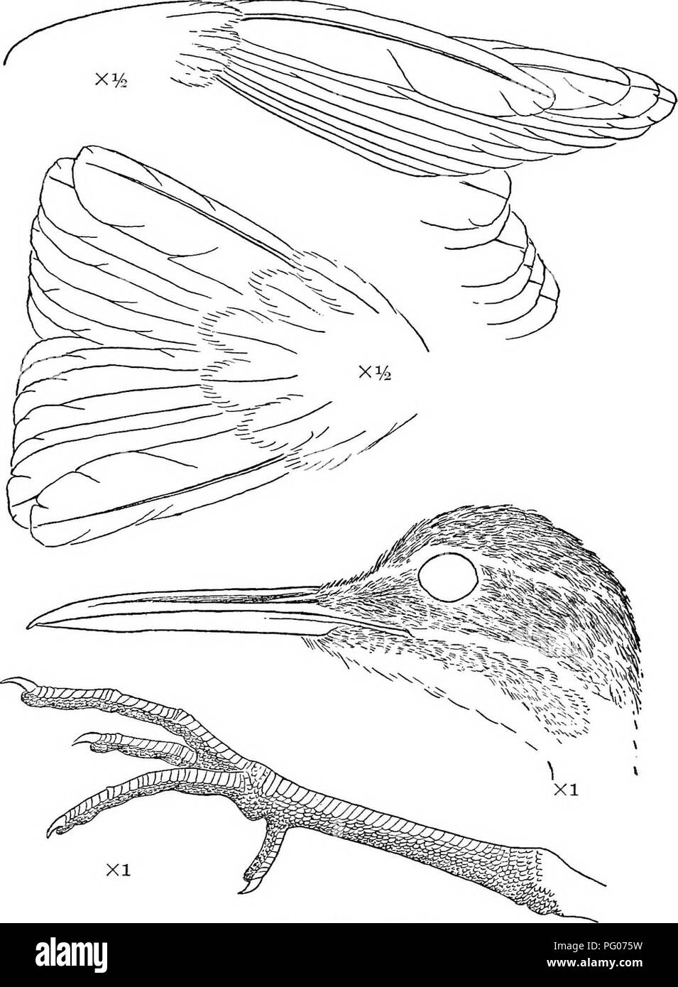 . Les oiseaux de l'Amérique du Nord et du Moyen-Orient : un catalogue descriptif des groupes, genres, espèces et sous-espèces d'oiseaux en Amérique du Nord, les terres de l'Arctique à l'Isthme de Panama, les Antilles et autres îles de la mer des Caraïbes, et l'archipel des Galápagos . Les oiseaux. 234 50 BtTLLETESr, UNITED STATES NATIONAL MUSEUM longueur du maxillaire, parfois presque à son extrémité ; narine étroite, linéaire, en arrière longitudinal en contact avec Loral plumage, surplombée par une fine mais plutôt large opercule membraneuses ; loral antia décidément. Figure 16.-Eurypyga helias ant. Banque D'Images