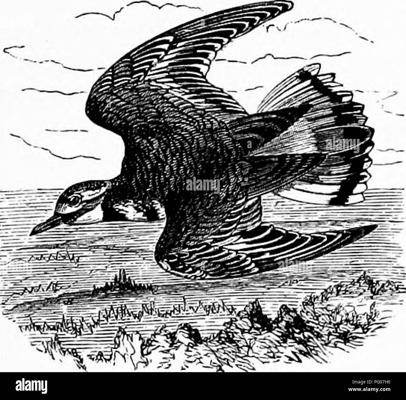 Ce texte d'histoire naturelle décrit le Pluvier de Kildeer, ses habitats, ses comportements alimentaires et ses modes de vol. Le pluvier est connu pour son cri distinctif et est couramment trouvé dans les champs agricoles et près des sources d'eau. Banque D'Images