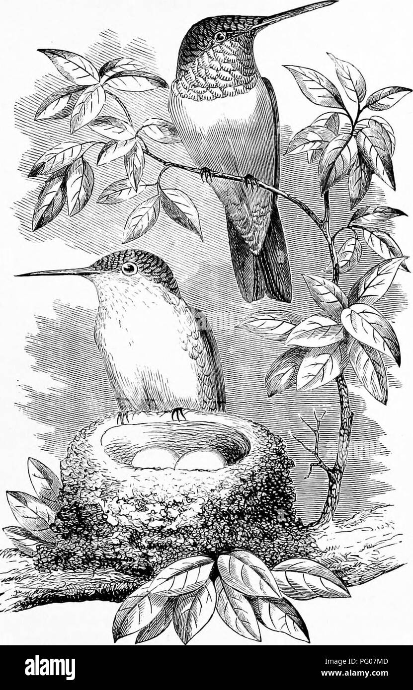 . Nos propres oiseaux ; une histoire naturelle des oiseaux des États-Unis. Les oiseaux. Ruby-tbroated Humming Bird. (153). Veuillez noter que ces images sont extraites de la page numérisée des images qui peuvent avoir été retouchées numériquement pour plus de lisibilité - coloration et l'aspect de ces illustrations ne peut pas parfaitement ressembler à l'œuvre originale.. Baily, William L ; faire face, E. D. (Edward Drinker), 1840-1897. Philadelphie, J. B. Lippincott &AMP ; Co. Banque D'Images