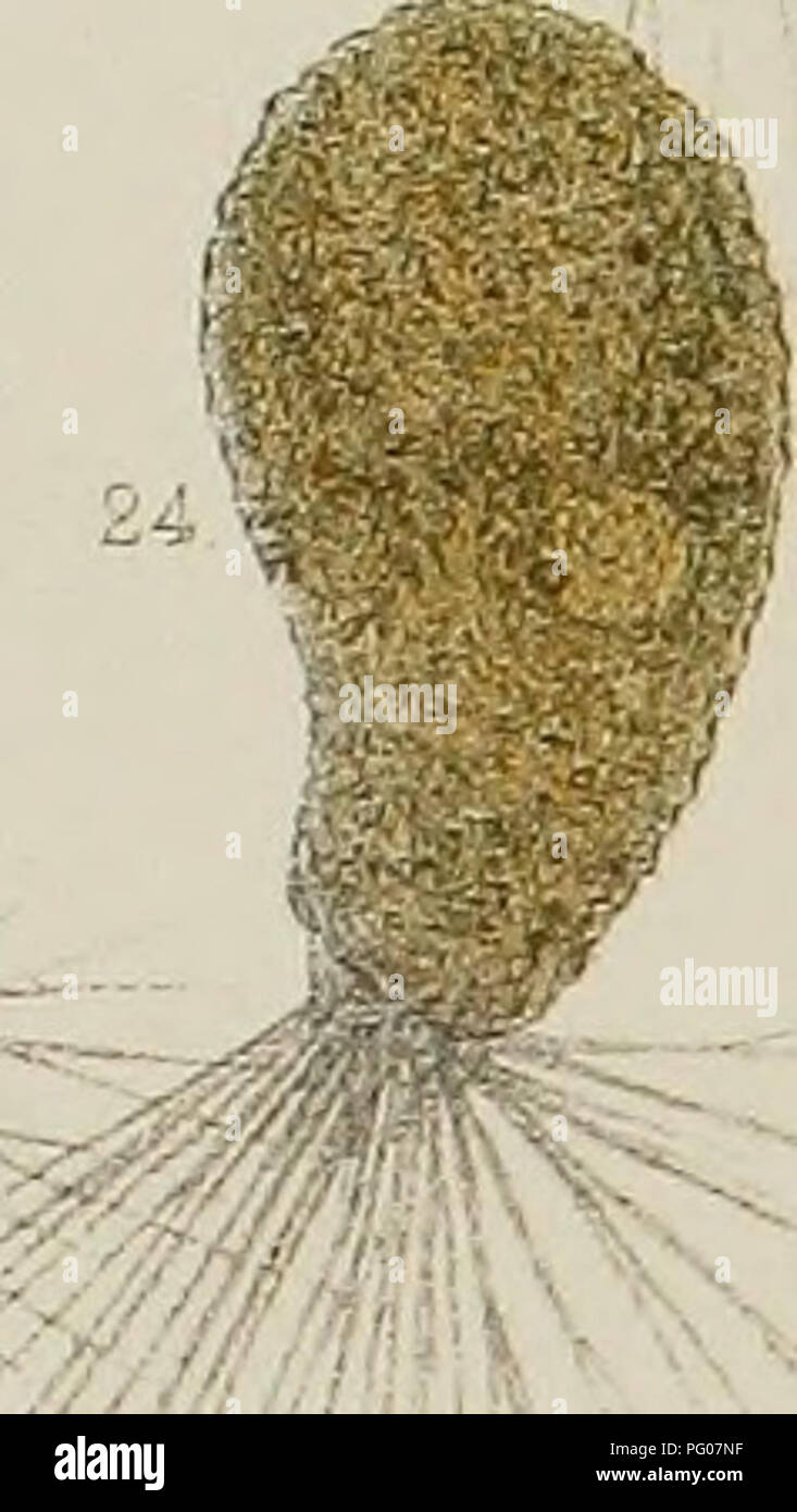 . Rhizopods d'eau douce d'Amérique du Nord. Rhizopoda ; animaux d'eau douce. 7.-N â¢ri X ;Â" ? ; %Â"&amp ; ? ! ' 1* /. B-ji2lÂ"Jr un fils, Lith â 'o- ?Leidy Del PAMPfiAGUS j-9 MUTABILIS 10 P AVIDUS. 11. 12 P CURVUi  13.i7 p HYALINUS 118 - 28, PSEUDODIFFLUGIA GRACILIS. Veuillez noter que ces images sont extraites de la page numérisée des images qui peuvent avoir été retouchées numériquement pour plus de lisibilité - coloration et l'aspect de ces illustrations ne peut pas parfaitement ressembler à l'œuvre originale.. Leidy, Joseph, 1823-1891. Washington, Government Printing Office Banque D'Images