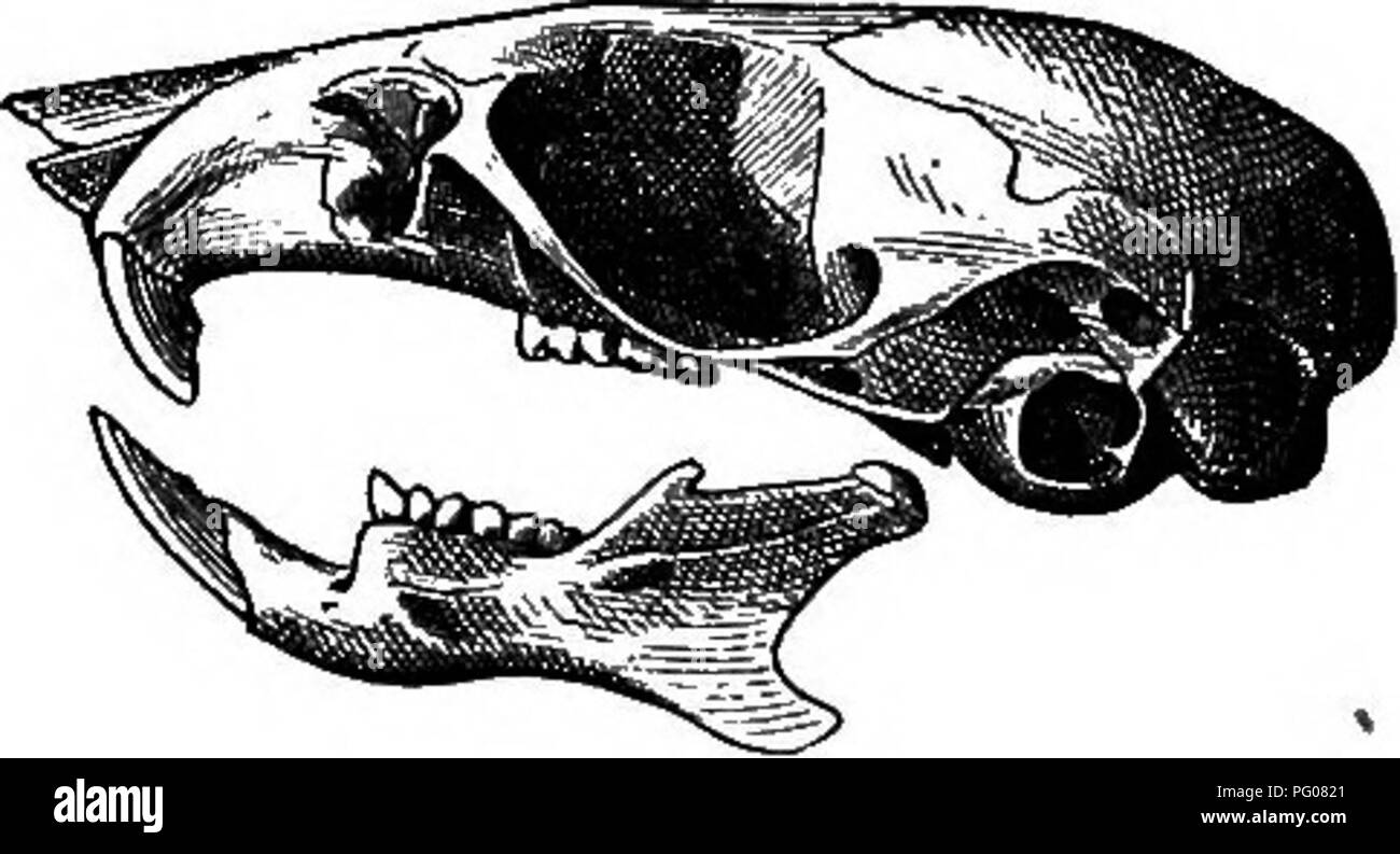 . Les mammifères de la frontière mexicaine des États-Unis : un catalogue descriptif des espèces de mammifères qui se produisent dans cette région ; avec un résumé général de l'histoire naturelle, et une liste d'arbres . Mammifères marins, les mammifères ARBRES ; ARBRES ; natural history ; histoire naturelle. Fig. 91-Pebomtscus boylii penicillatus. Crâne de type, un doesal ; 6, vue, ventkal lateeAl sur c, vue. La localité-type.-contreforts des monts Franklin, près de El Paso, El Paso County, Texas. (Type, de la peau et du crâne. No de cat. No f|fft, National Museum.) aire géographique.-Cette sous-espèce est un habitant du Désert Oriental T Banque D'Images