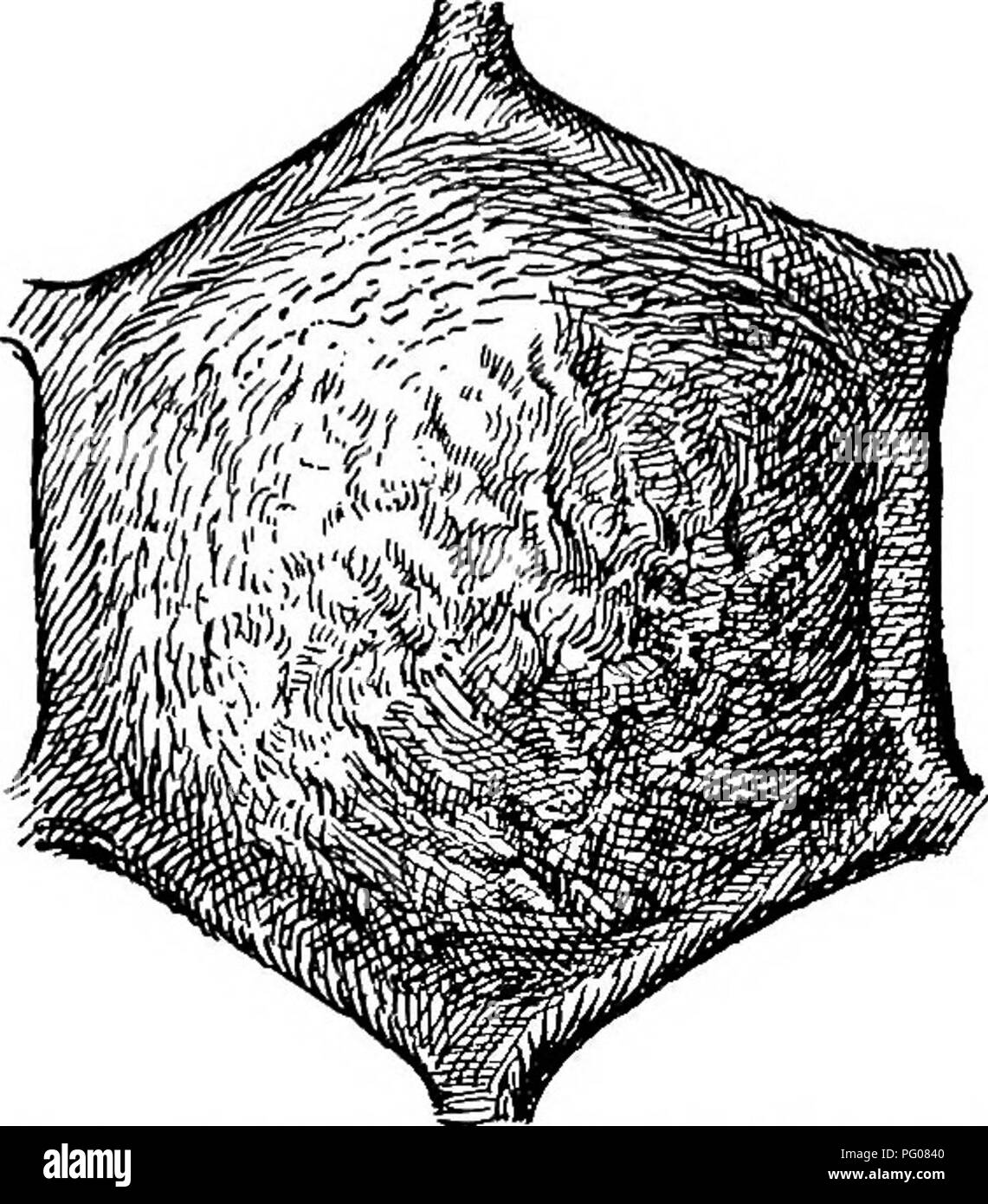 . Les maladies des abeilles. Les abeilles. Fig. 3.-fin voir JO cell plafonnés. Le^ est convexe, ayant été récemment construit. (Nal Ancien.) est également à l'intérieur du contre-batteur, ce qui en fait à l'extérieur convexe. Lorsqu'il est fraîchement construit la sur- face de la PAC (fig. 3) est lisse et et de l'entière et montre beaucoup de convexité. Plus tard, il n'est pas rare qu'il est moins convexe et quelque peu irréguliers. La PAC doit rester normalement pour la plupart ensemble (fig. 8). Alors que c'est la règle, il y a des exceptions. L'abeille- keeper est familier avec l'apparaître- ance ce qui suggère qu'il n'avait pas été entièrement comple Banque D'Images