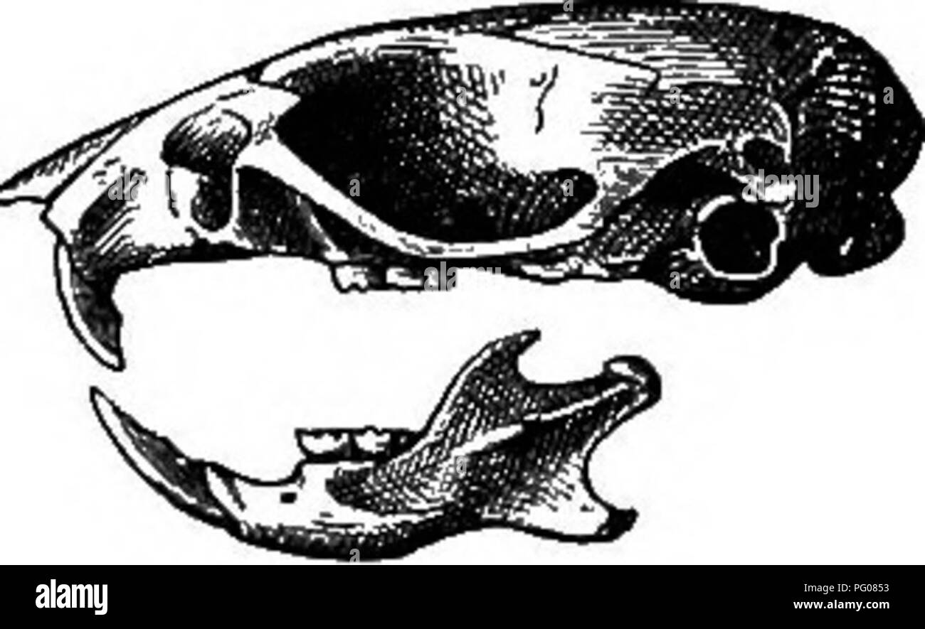 . Les mammifères de la frontière mexicaine des États-Unis : un catalogue descriptif des espèces de mammifères qui se produisent dans cette région ; avec un résumé général de l'histoire naturelle, et une liste d'arbres . Mammifères marins, les mammifères ARBRES ; ARBRES ; natural history ; histoire naturelle. 382 Bulletin 56, UNITED STATES NATIONAL MUSEUM. Tête et corps, 53 mm., 32 vertèbres ; la queue ; pied arrière, sans griffe, 13 ; au-dessus de l'oreille, de la Couronne 5. Crâne, 18 par 10. Coloration quelque peu similaire à celui de Mus musculus, mais sans la teinte saumon en dessous. La surface supérieure est d'un gris brunâtre et les parties inférieures blanc grisâtre. La queue est sca Banque D'Images