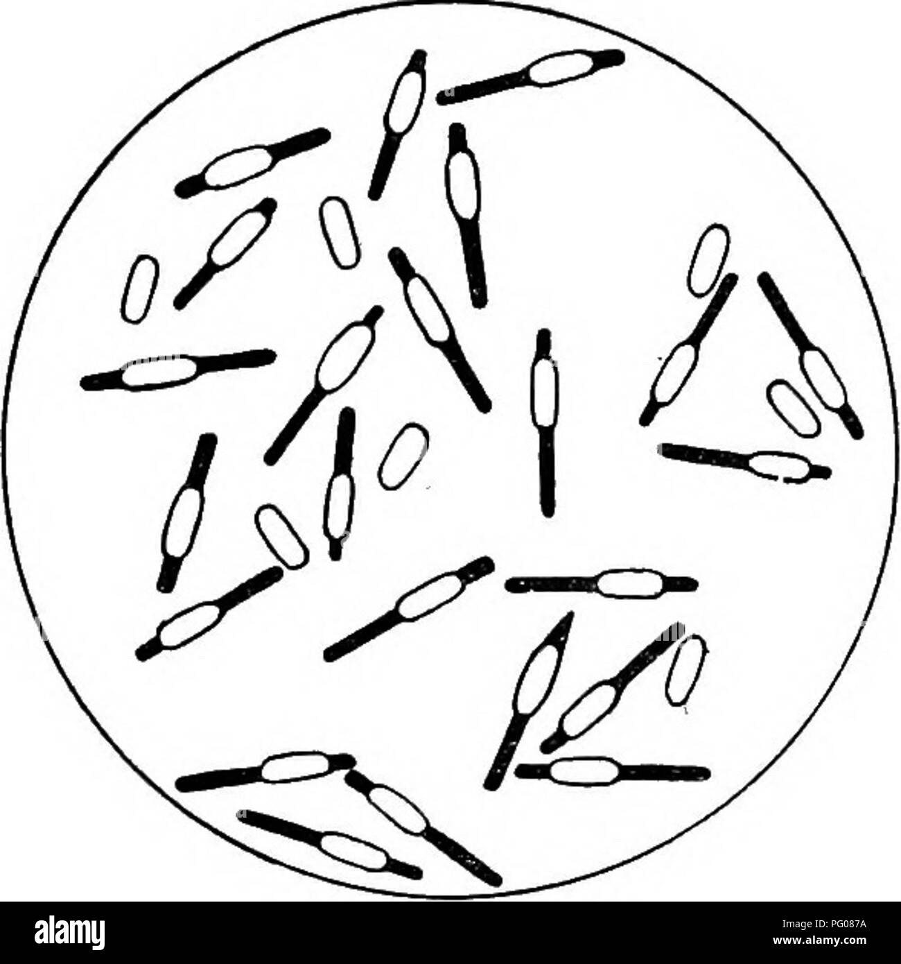 . Les maladies des abeilles. Les abeilles. La LOQUE EUROPÉENNE. 11 enfin le remplir plus ou moins complètement (PI. VII, J). La croissance n'ont pas toujours lieu peritrophic uniformément le long de la membrane (PI. VII, J), pas plus qu'elle ne dépasse pas (PI. VII, I, J, K), mais par des vism non commerçante est le sac, les tissus de la larve n'est pas obtenue. La mul- tiplication de l'organisme après la mort de l'hôte, si, en effet, elle a lieu, est limitée. Envahisseurs secondaires, principalement Bacillus alvei, BacteHwm emydice, Streptococcus apis, et parfois Baaillus orpheus, et quelques autres, sont rencontrés à diverses s Banque D'Images