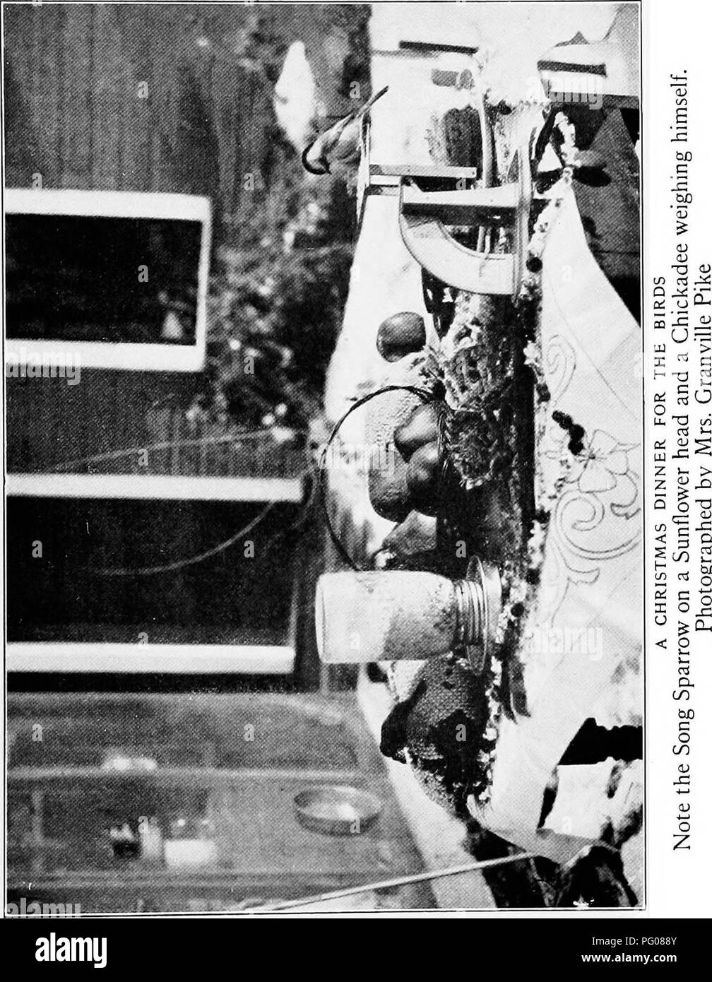 Ce livre d'étude sur les oiseaux offre un aperçu complet de diverses espèces d'oiseaux, de leurs comportements, de leurs habitats et de leurs rôles au sein des écosystèmes. Il sert de ressource détaillée pour les ornithologues et les amateurs d'oiseaux. Banque D'Images