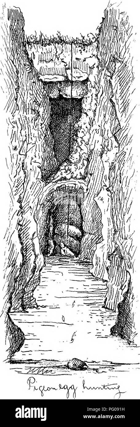 . Les oiseaux d'Iona &AMP ; Mull. Les oiseaux. Lettre VIII.. L'Eock Colombier est composé de petits bâtonnets ou heather, ou d'algues séchées, et est bordée d'herbe séchée ; la situation est sélectionné n'importe quel petit rebord ou une fente dans le sein à l'abri d'une caverne rocheuse. Les oeufs sont au nombre de deux, généralement produire oiseaux mâles et femelles. Le temps pour commencer leur imbrication semble assez variable ; cette année, j'ai trouvé quelques jeunes déjà éclos le 2 avril, tandis que d'autres couples ont été seulement construire leurs nids. Ils ont plusieurs couvées dans l'année, et leurs œufs peuvent être trouvés aussi tard non éclos Banque D'Images